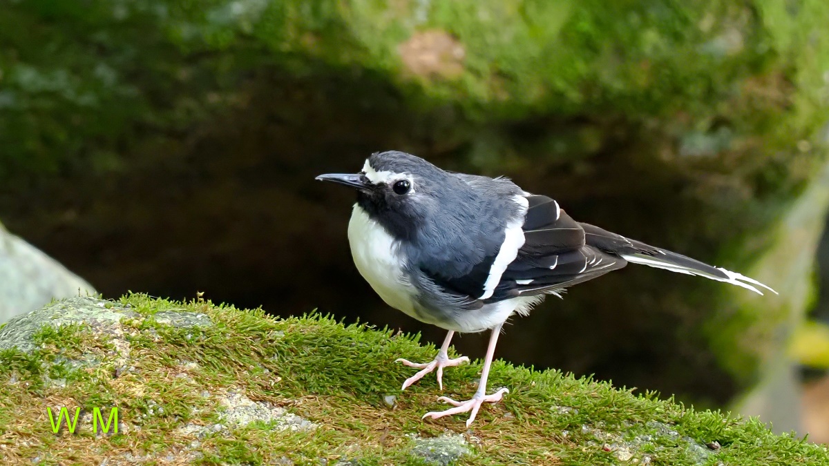 SlatyBackedForktail4.jpg