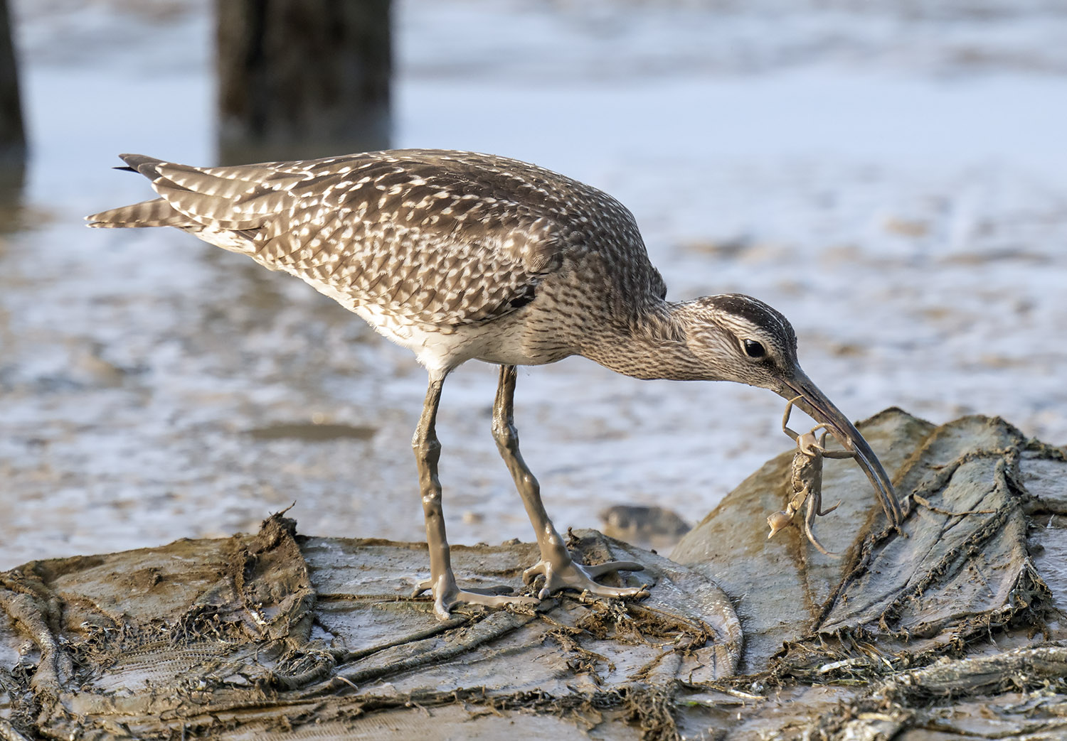 Whimbrel DSC08423.jpg