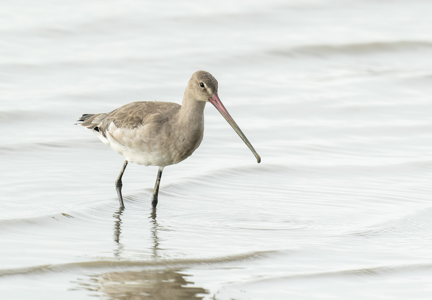 Bar-tailed Godwit DSC04123.jpg