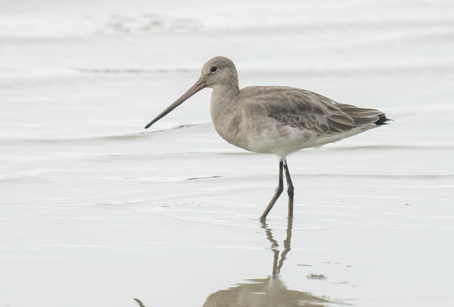 Bar-tailed Godwit DSC04183.jpg