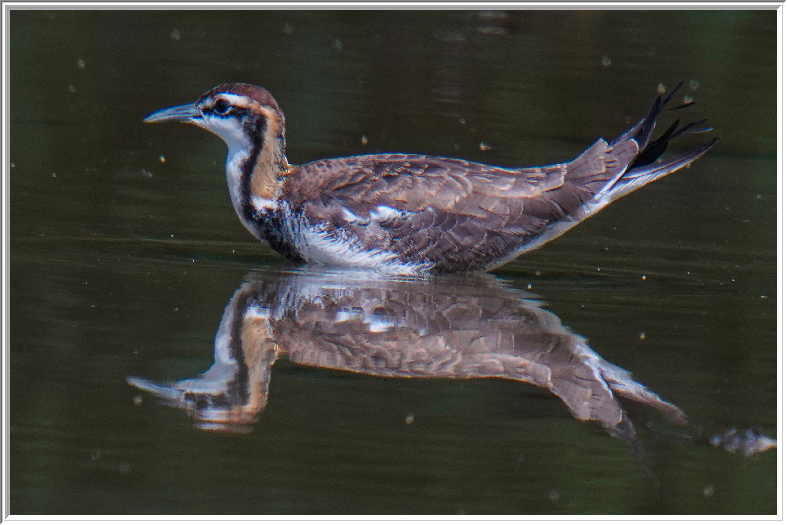 水雉 (Pheasant-tailed Jacana) - 1.jpg