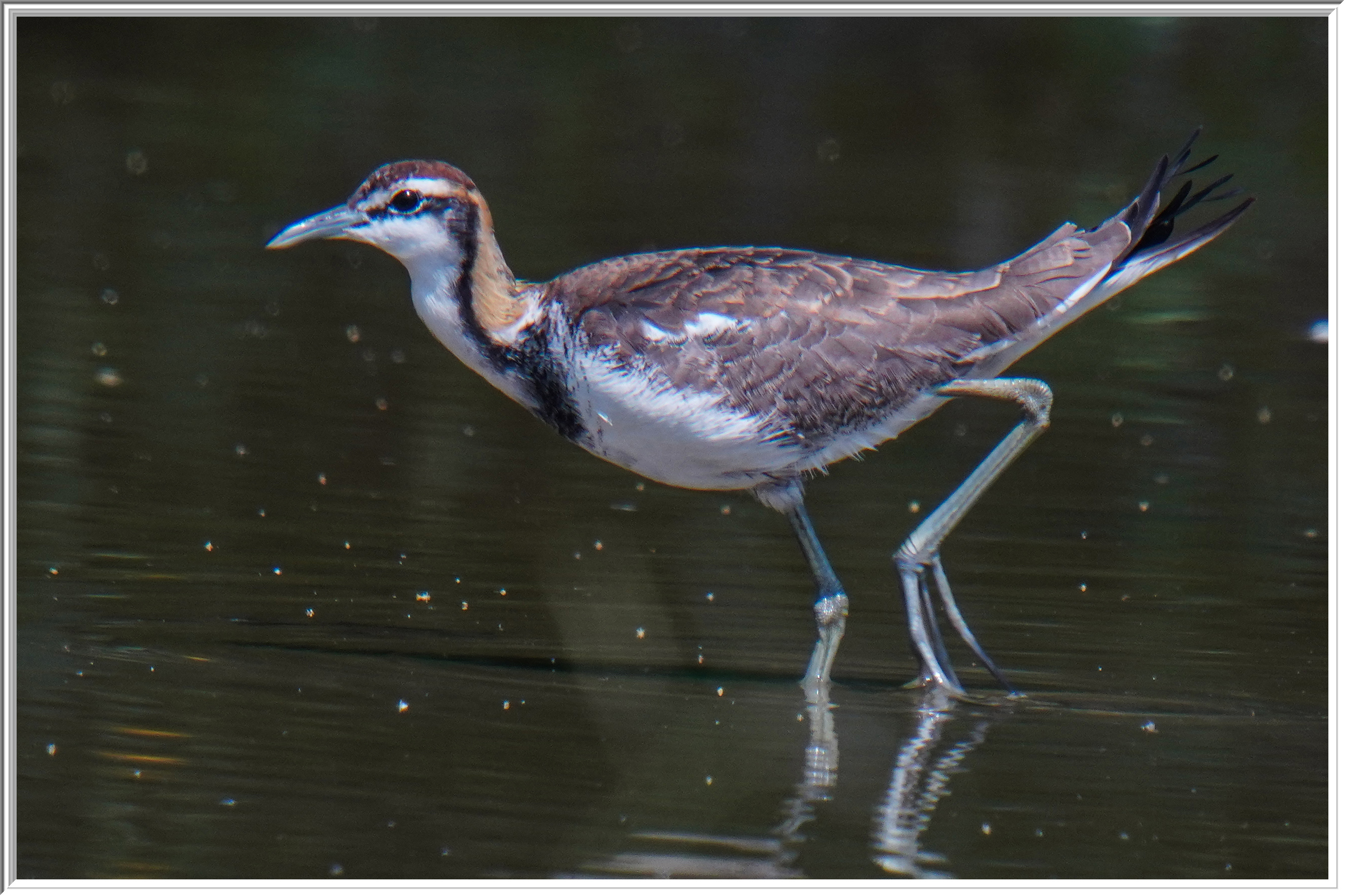 水雉 (Pheasant-tailed Jacana) - 2.jpg