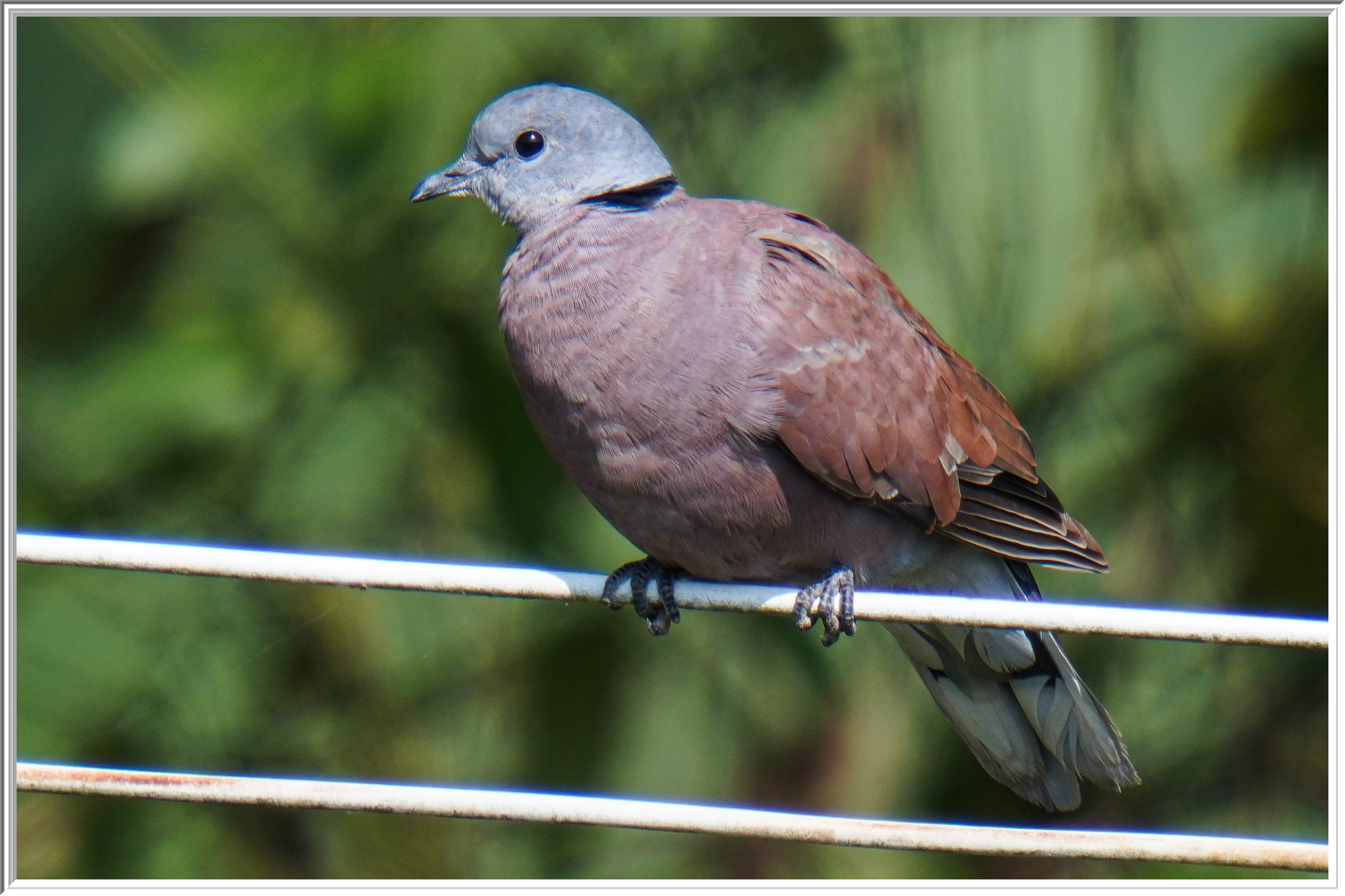 火斑鳩 (Red Turtle Dove) - 1.jpg