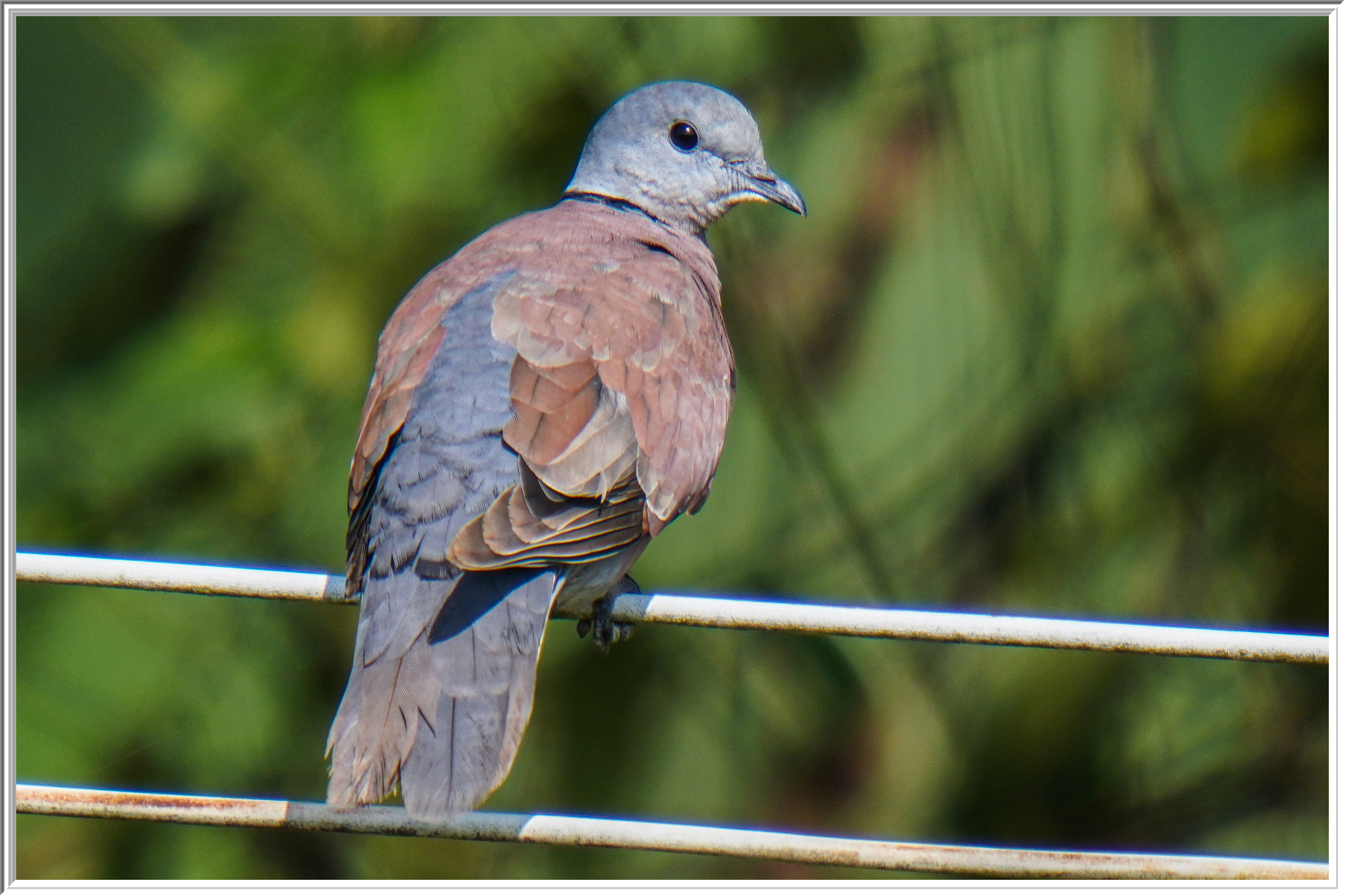 火斑鳩 (Red Turtle Dove) - 3.jpg