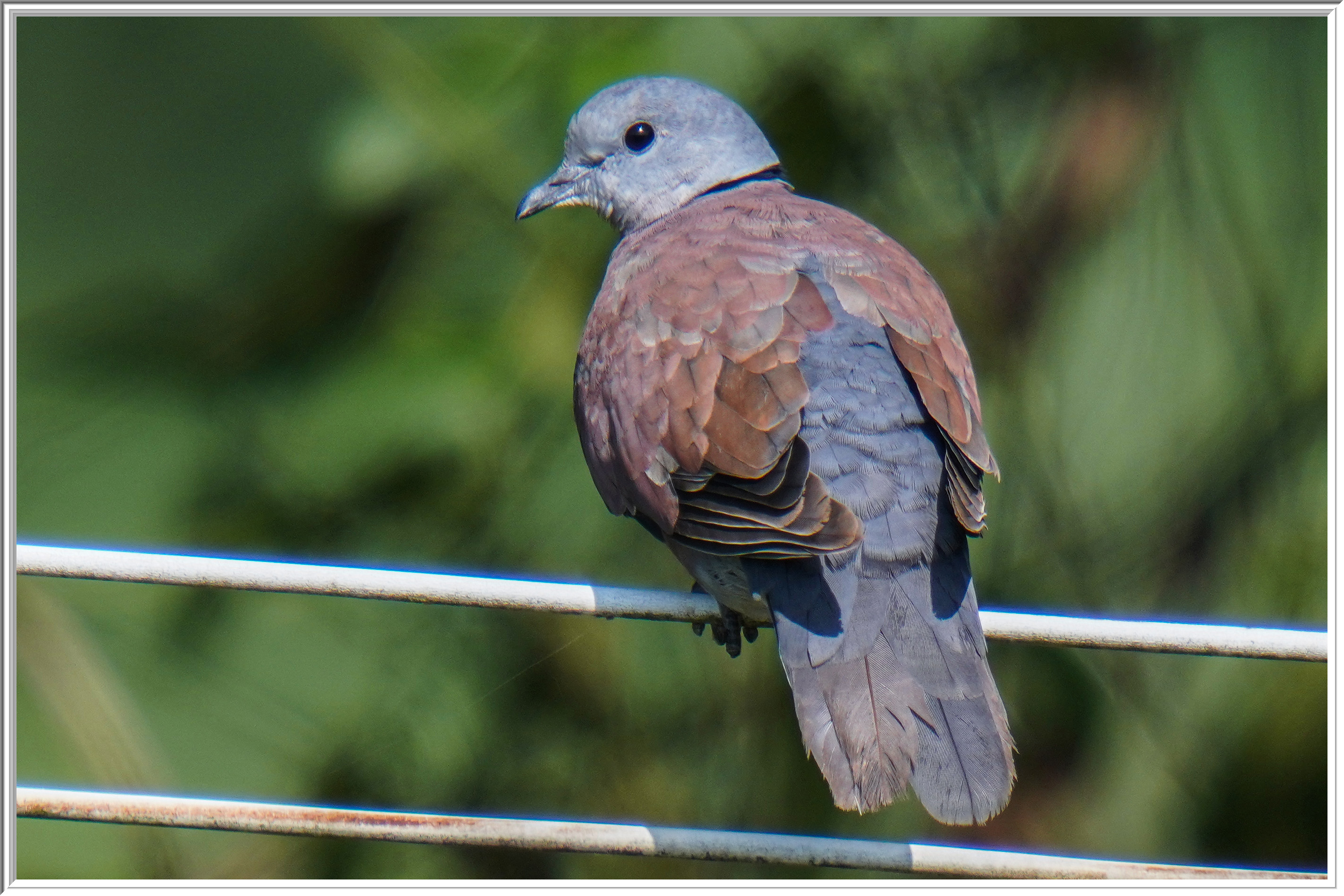 火斑鳩 (Red Turtle Dove) - 2.jpg