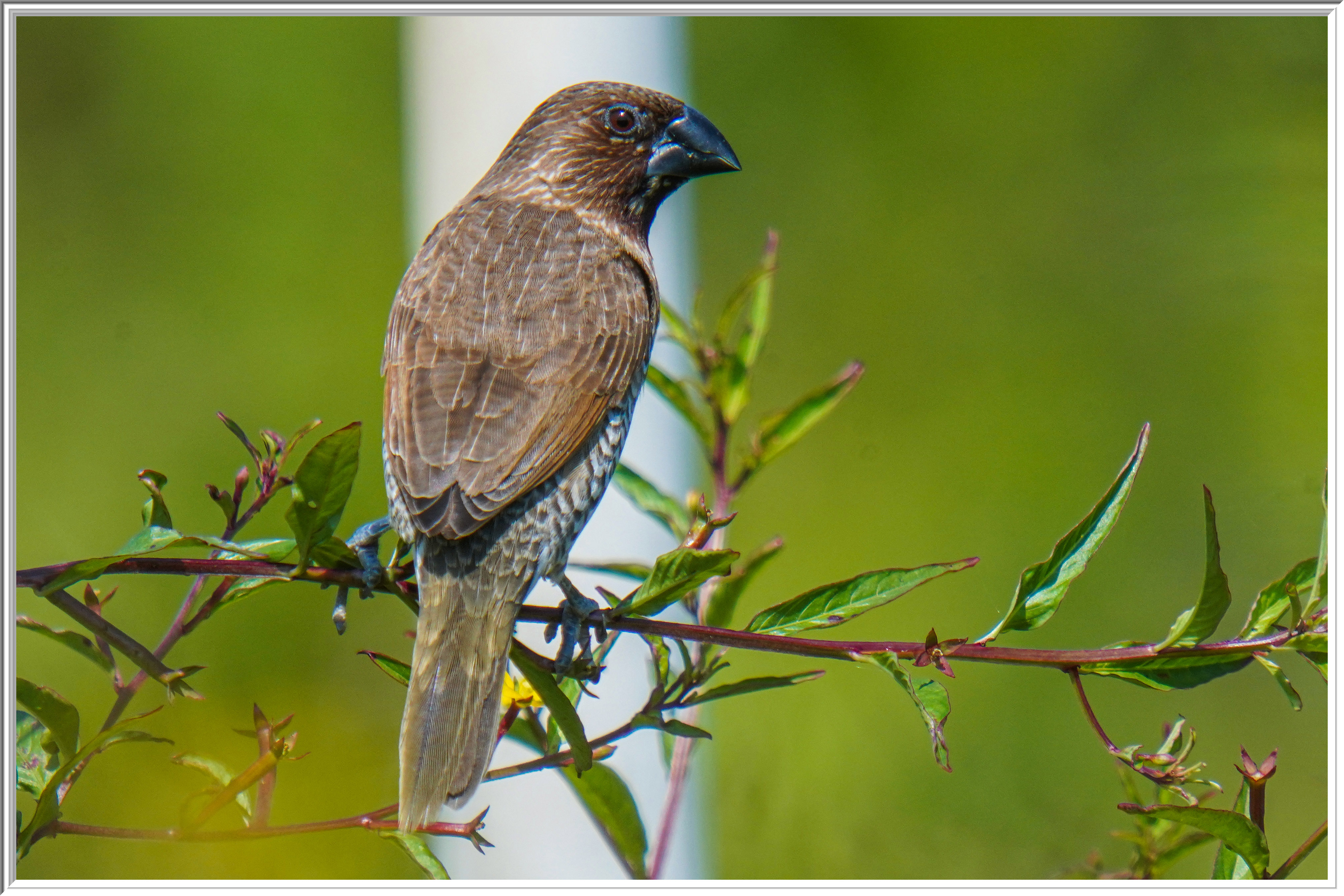 斑文鳥 (Scaly-breasted Munia) - 2.jpg