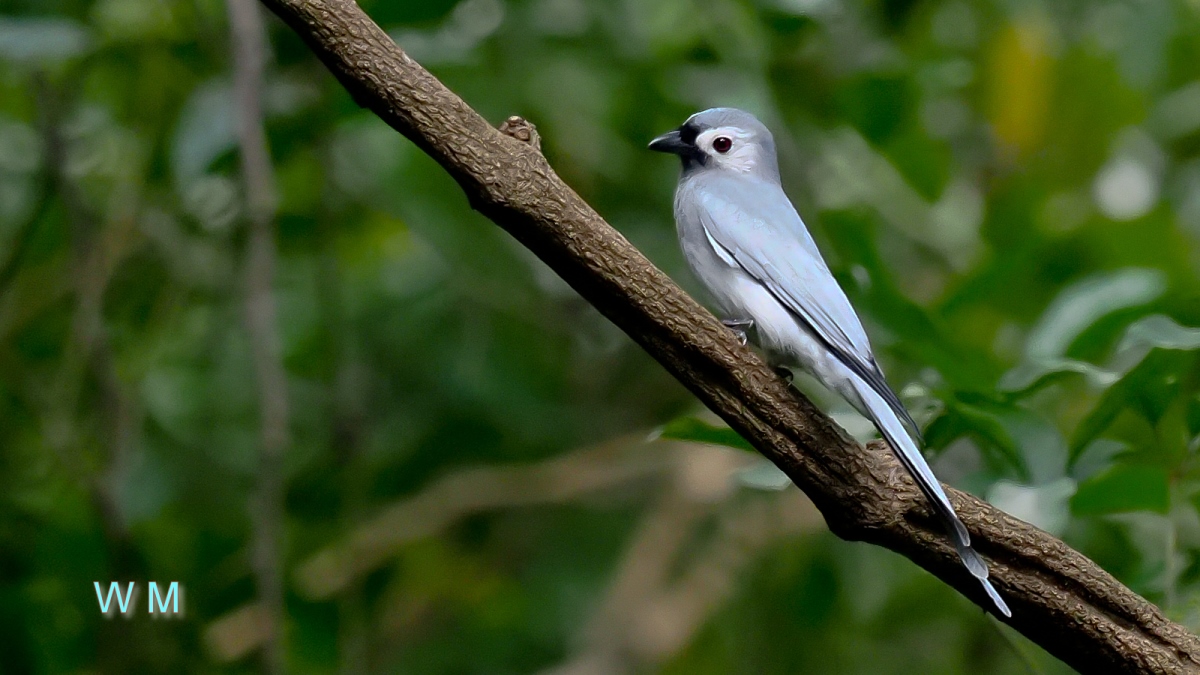 AshyDrongo1.jpg