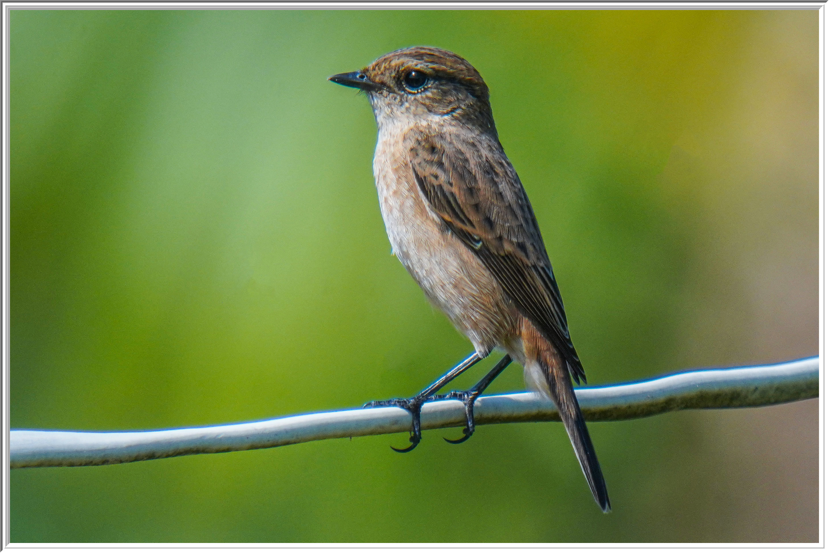 黑喉石䳭 (Siberian Stonechat).jpg