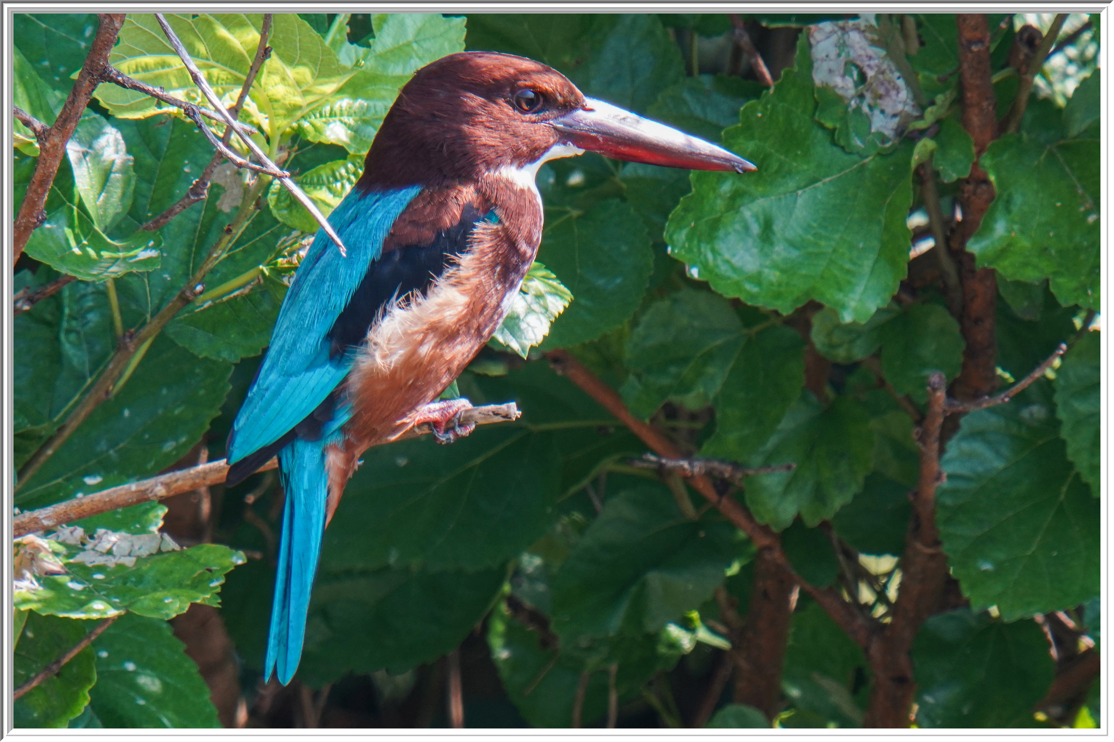 白胸翡翠 (White-throated Kingfisher).jpg