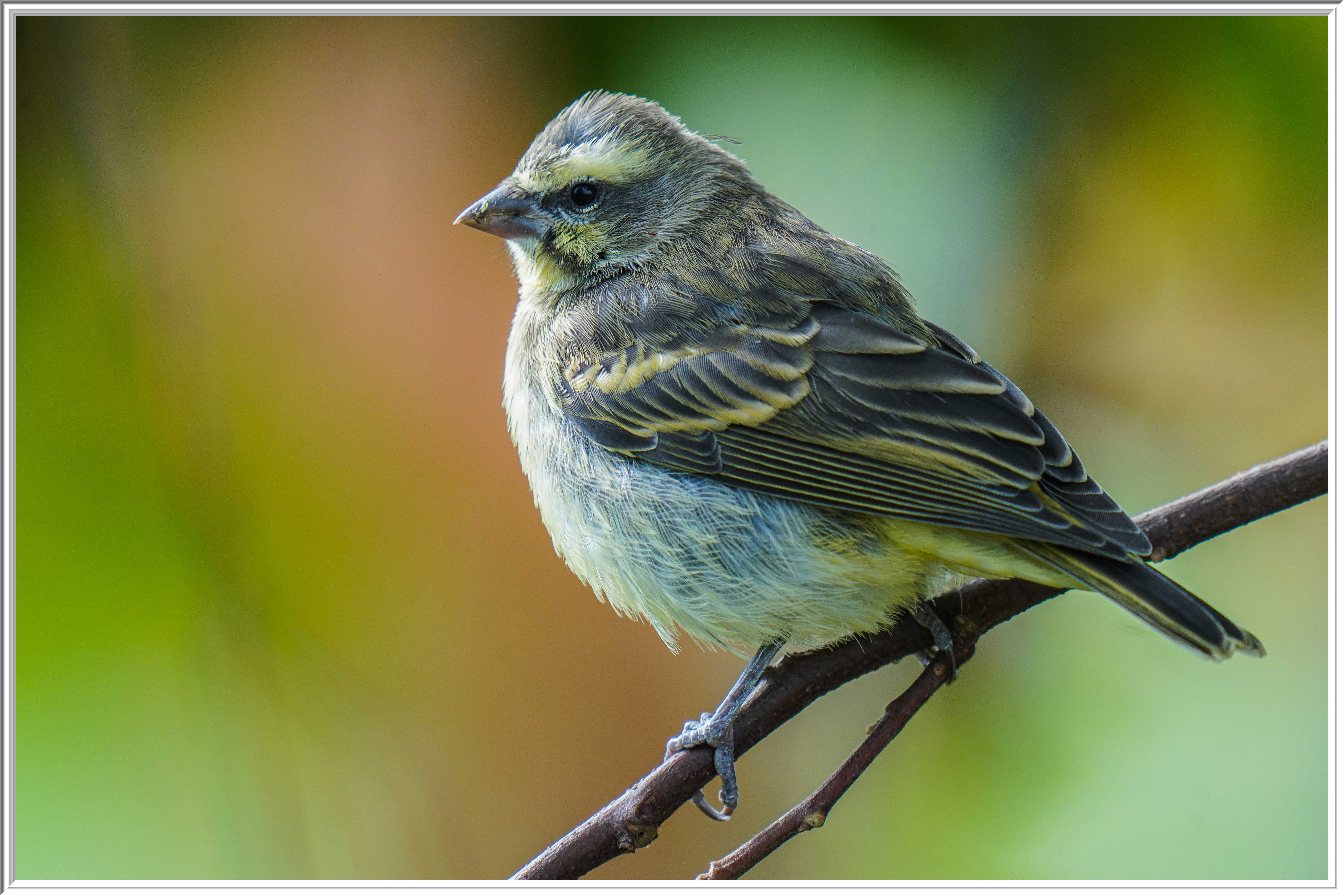 黃額絲雀 (Yellow-fronted Canary).jpg