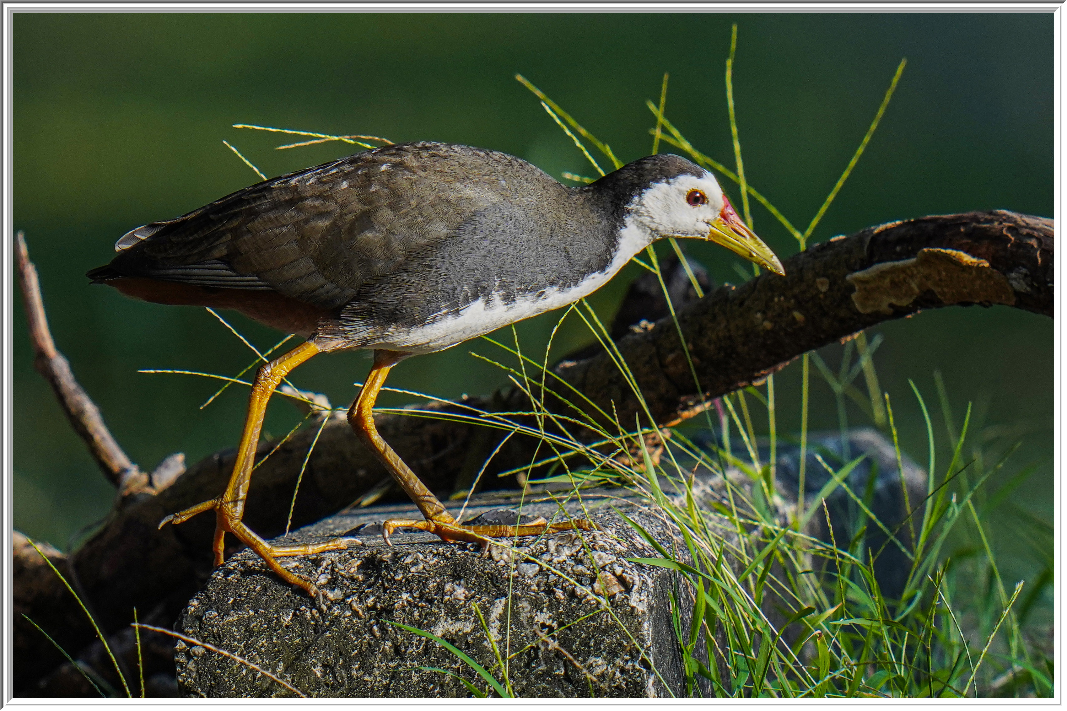 白胸苦惡鳥 (White-breasted Waterhen).jpg