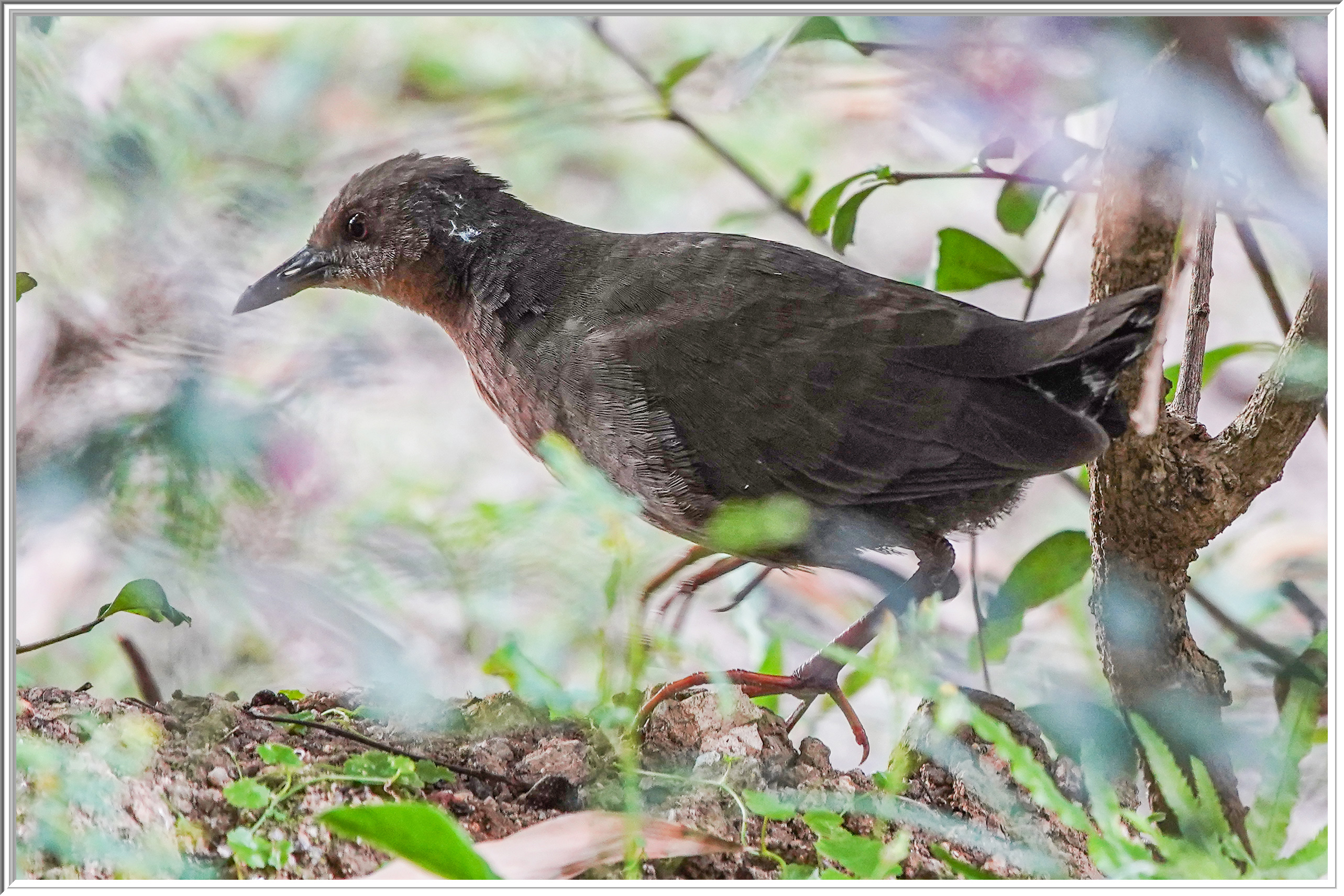 紅胸田雞 (Ruddy-breasted Crake) - 1.jpg