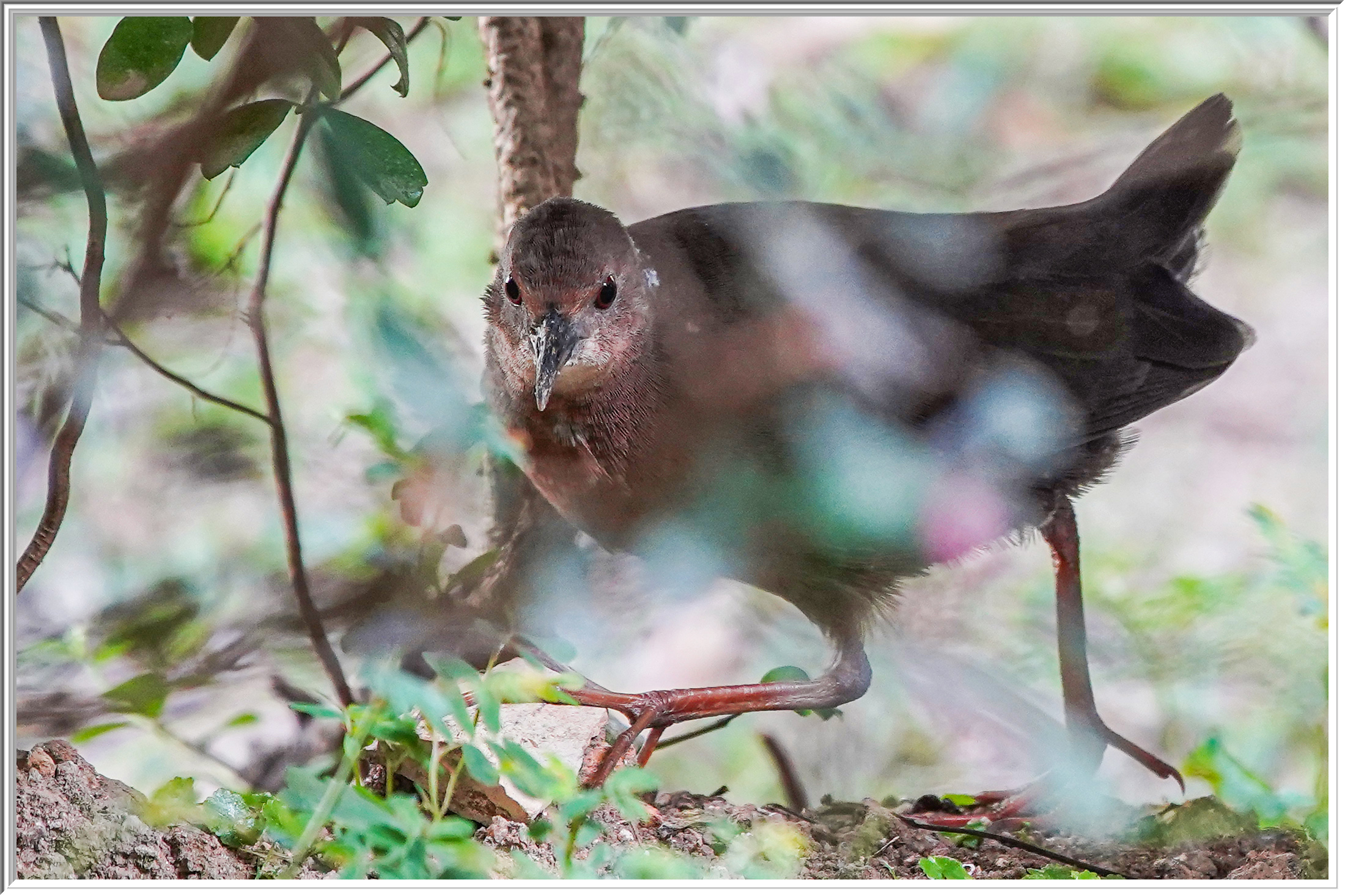 紅胸田雞 (Ruddy-breasted Crake) - 2.jpg