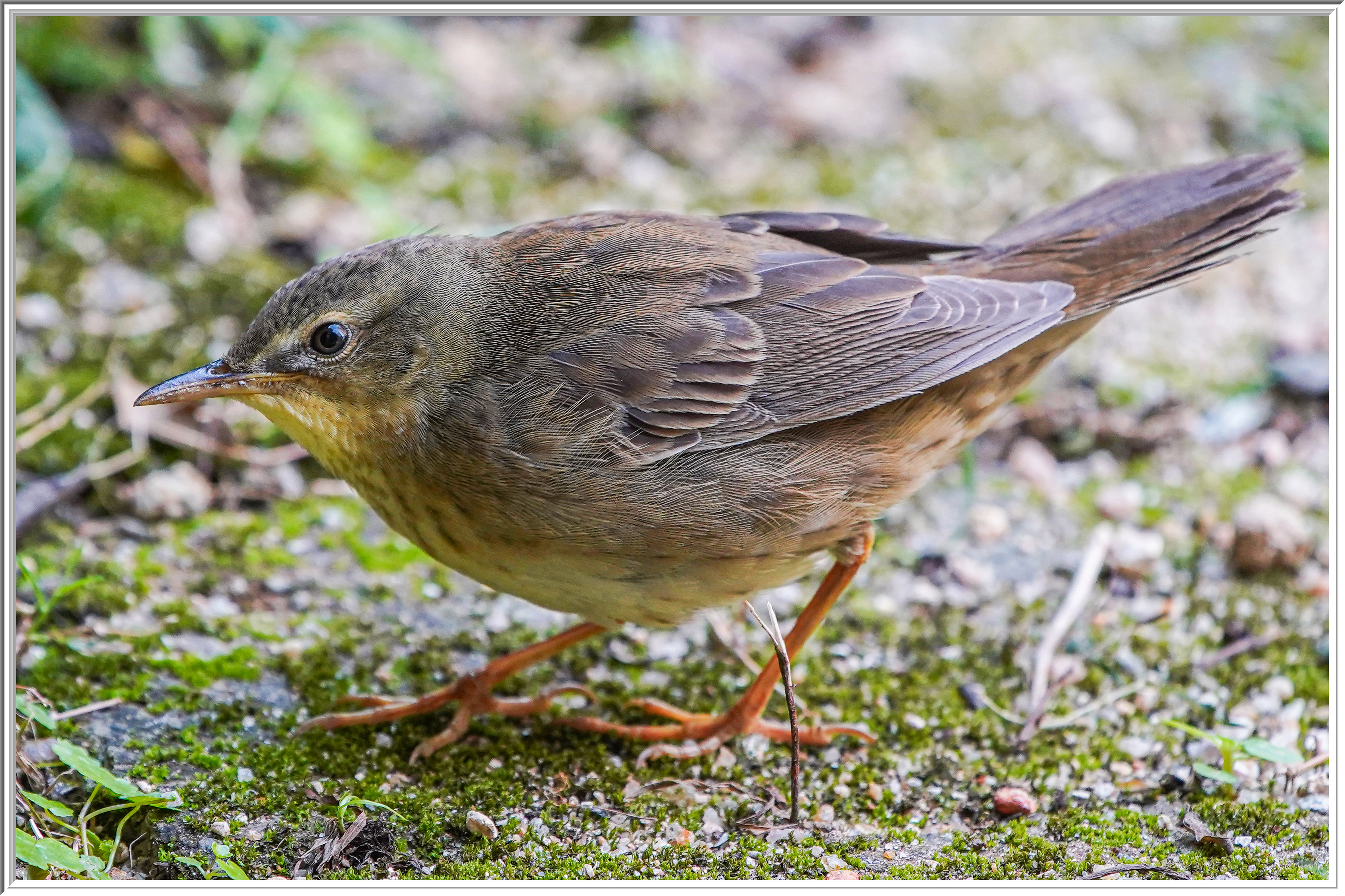 北蝗鶯 (Middendorff's Grasshopper Warbler) - 3.jpg