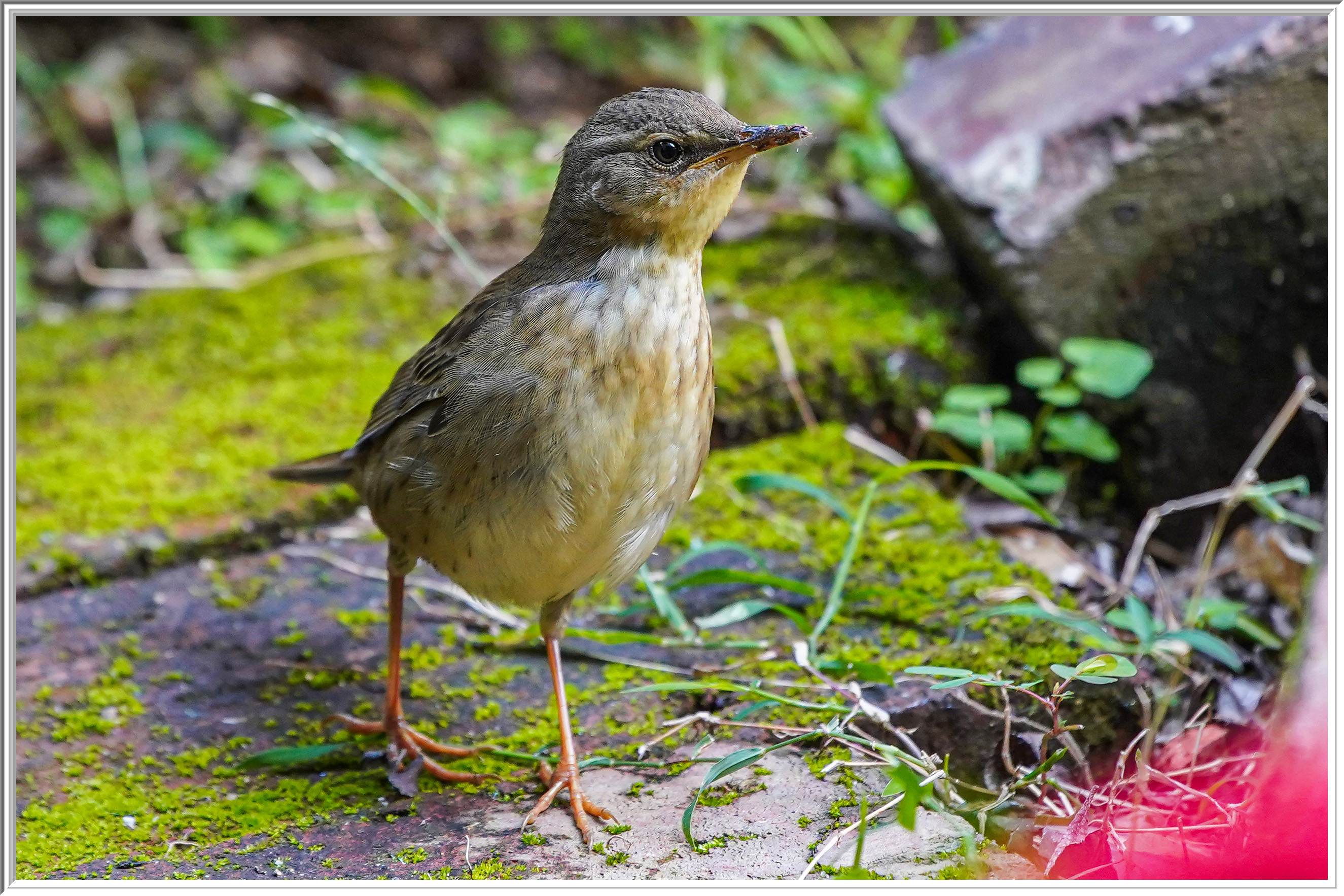 北蝗鶯 (Middendorff's Grasshopper Warbler) - 4.jpg