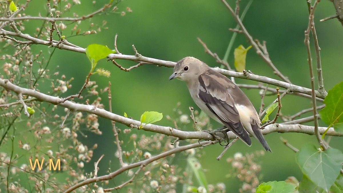 PurpleBackedStarling2.jpg