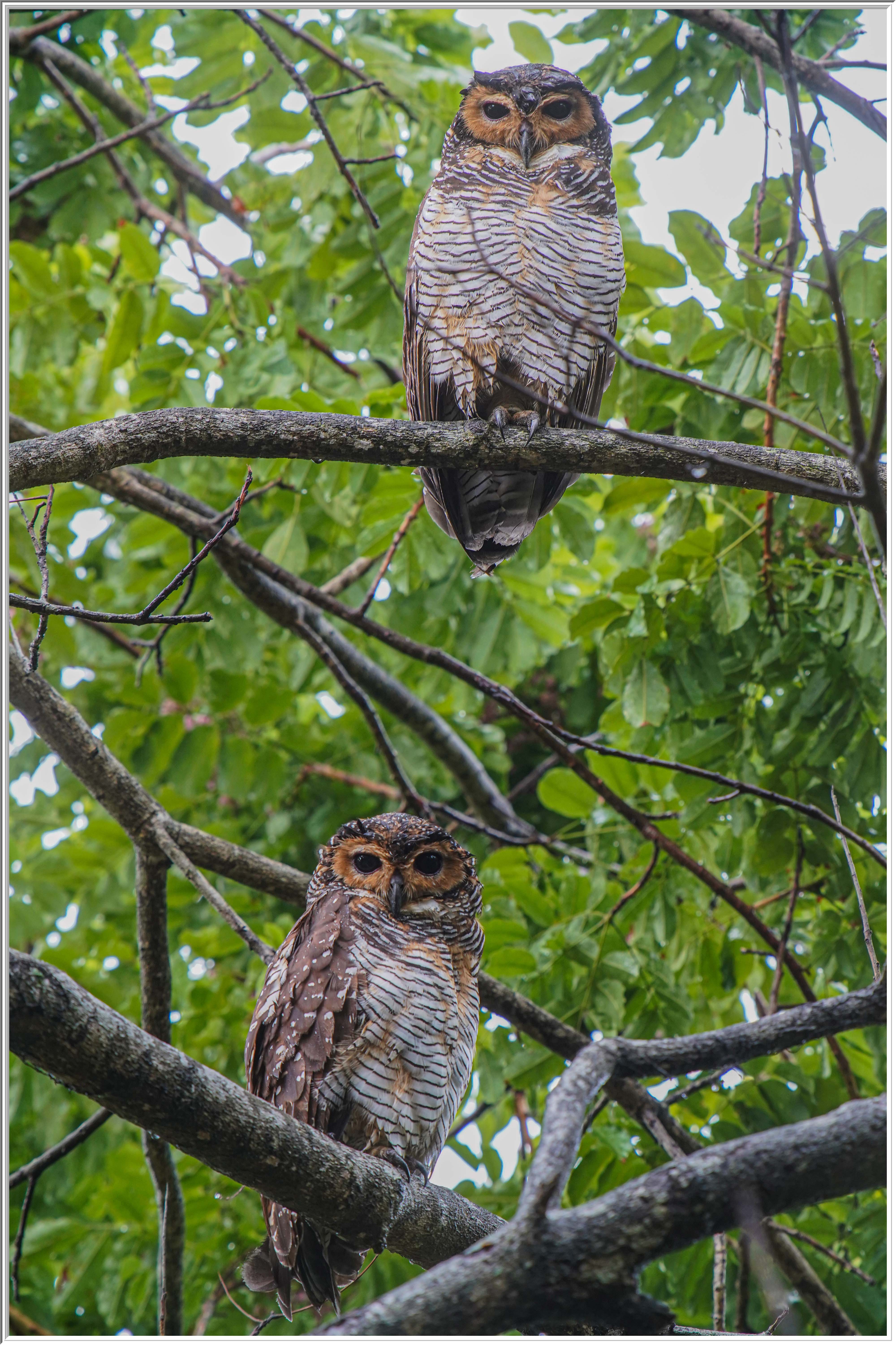 點斑林鴞 (Spotted Wood Owl) - 2.jpg