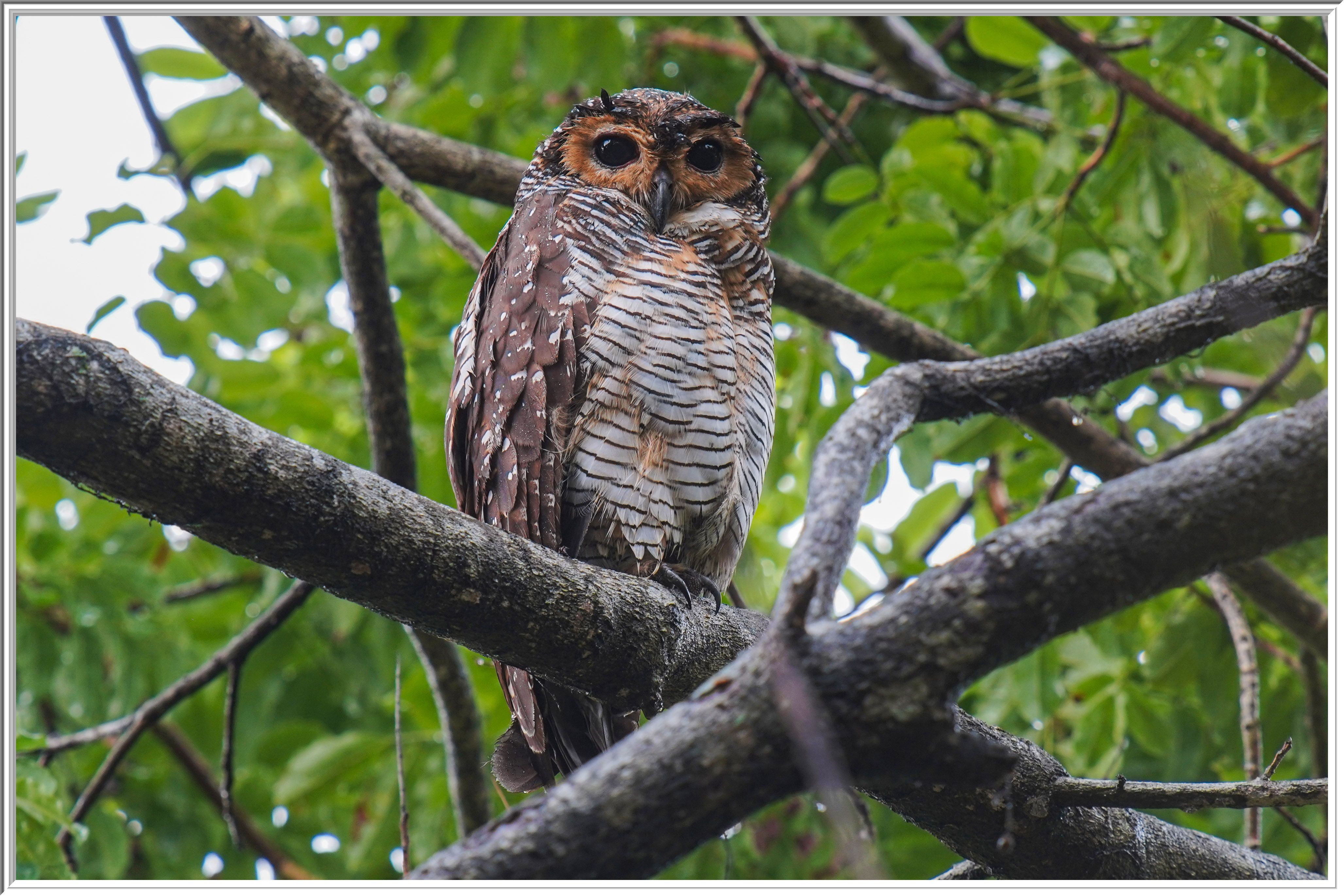 點斑林鴞 (Spotted Wood Owl) - 1.jpg