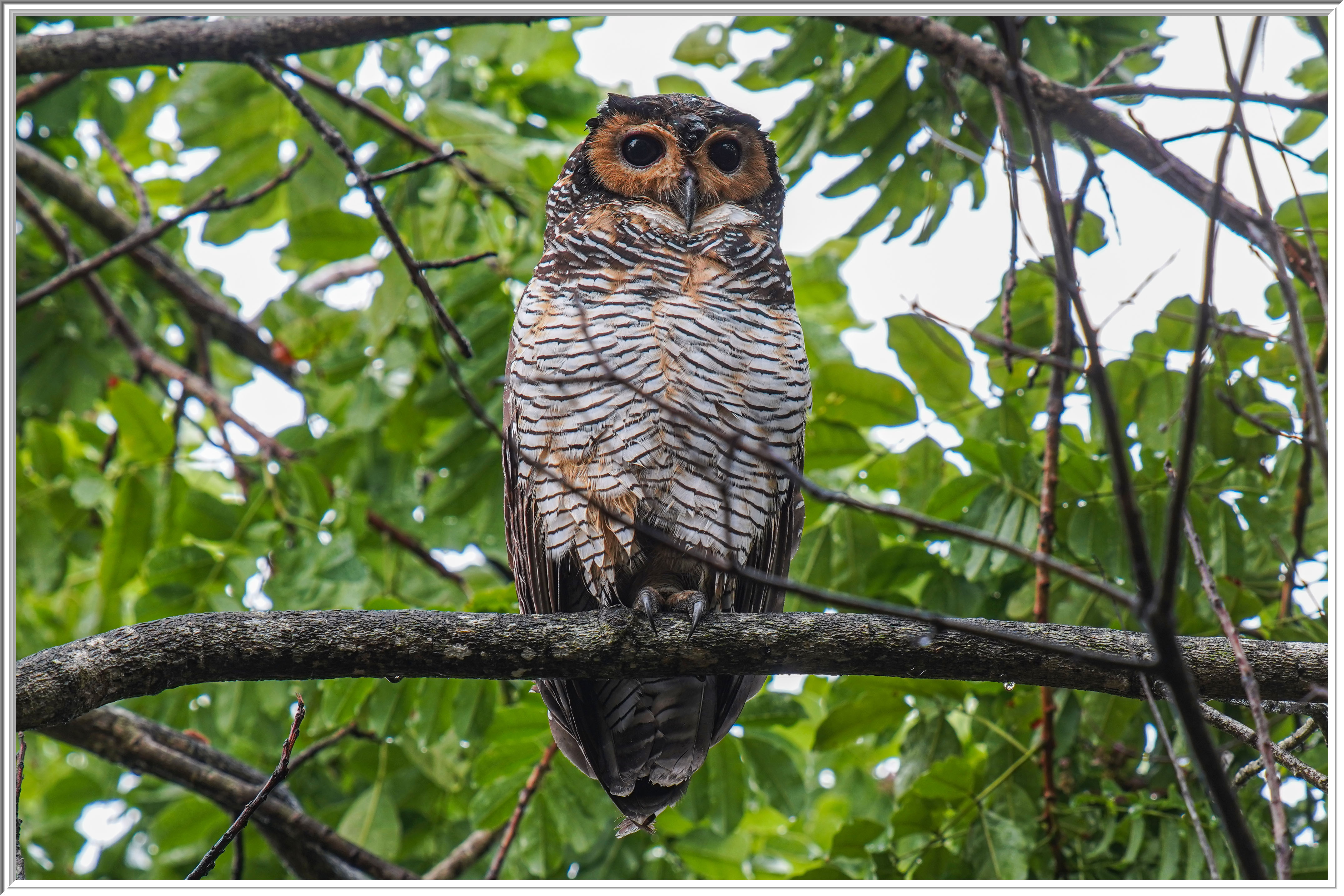 點斑林鴞 (Spotted Wood Owl) - 3.jpg