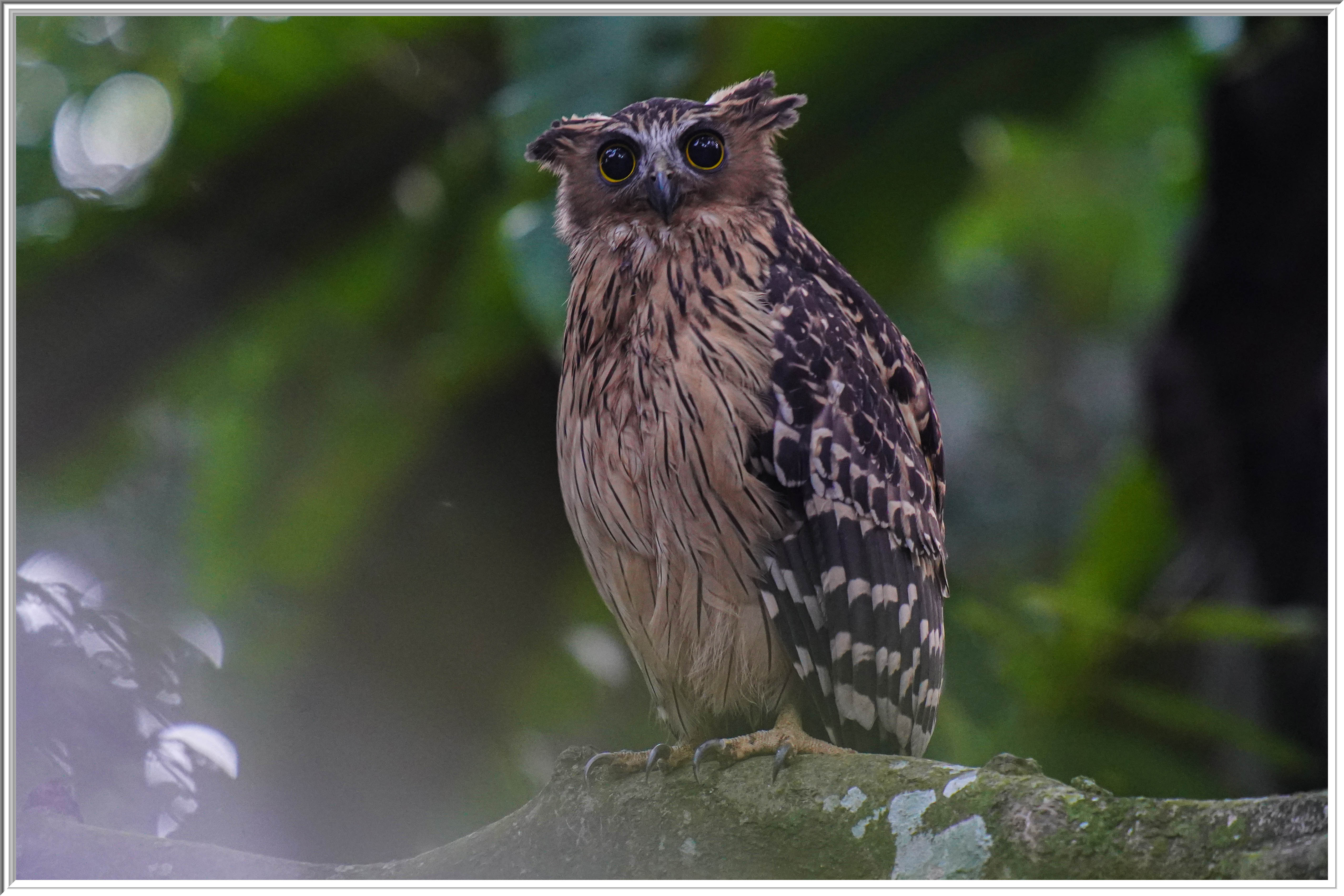 馬來魚鴞 (Buffy Fish Owl) - 2.jpg