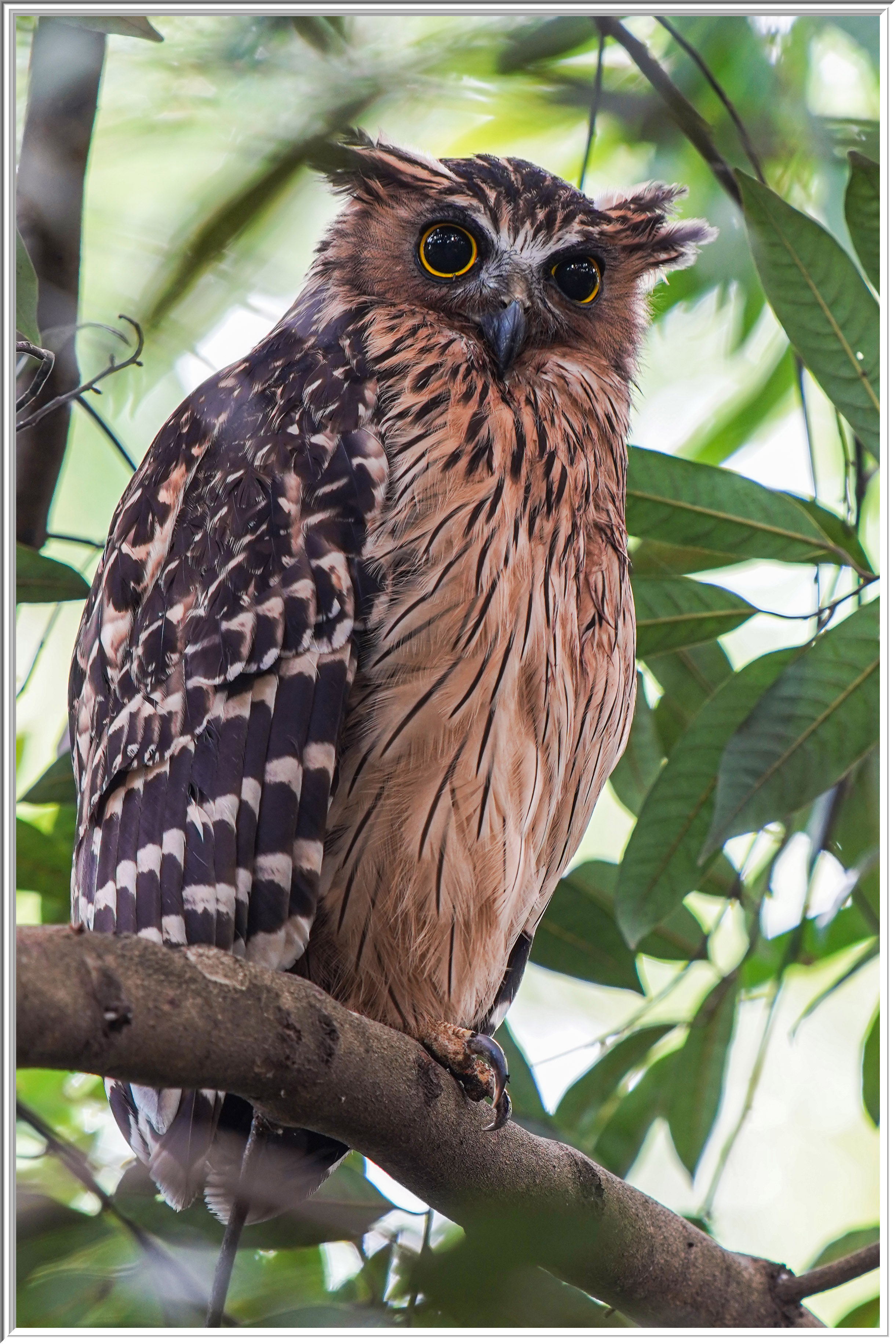 馬來魚鴞 (Buffy Fish Owl) - 1.jpg