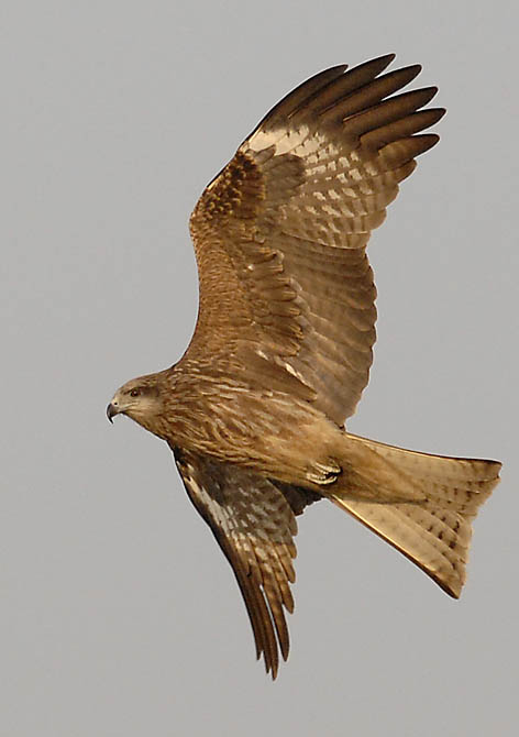 black eared kite_DSC0077.jpg