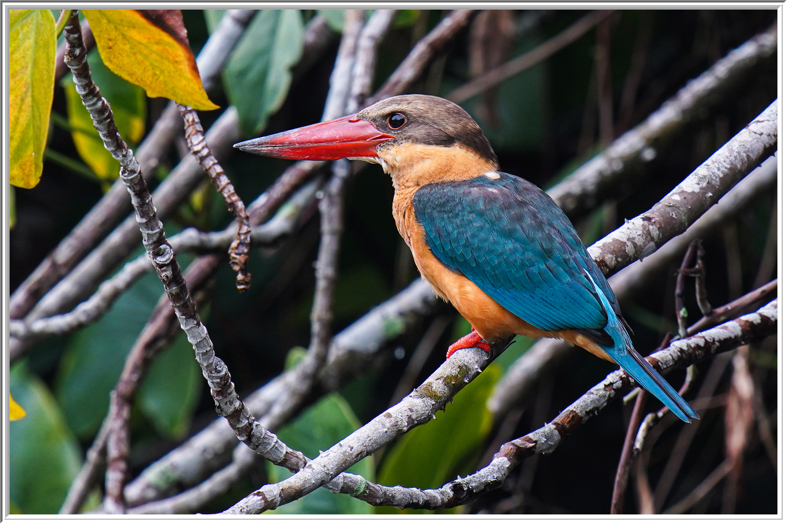 鸛嘴翠鳥 (Stockbill Kingfisher) - 1.jpg