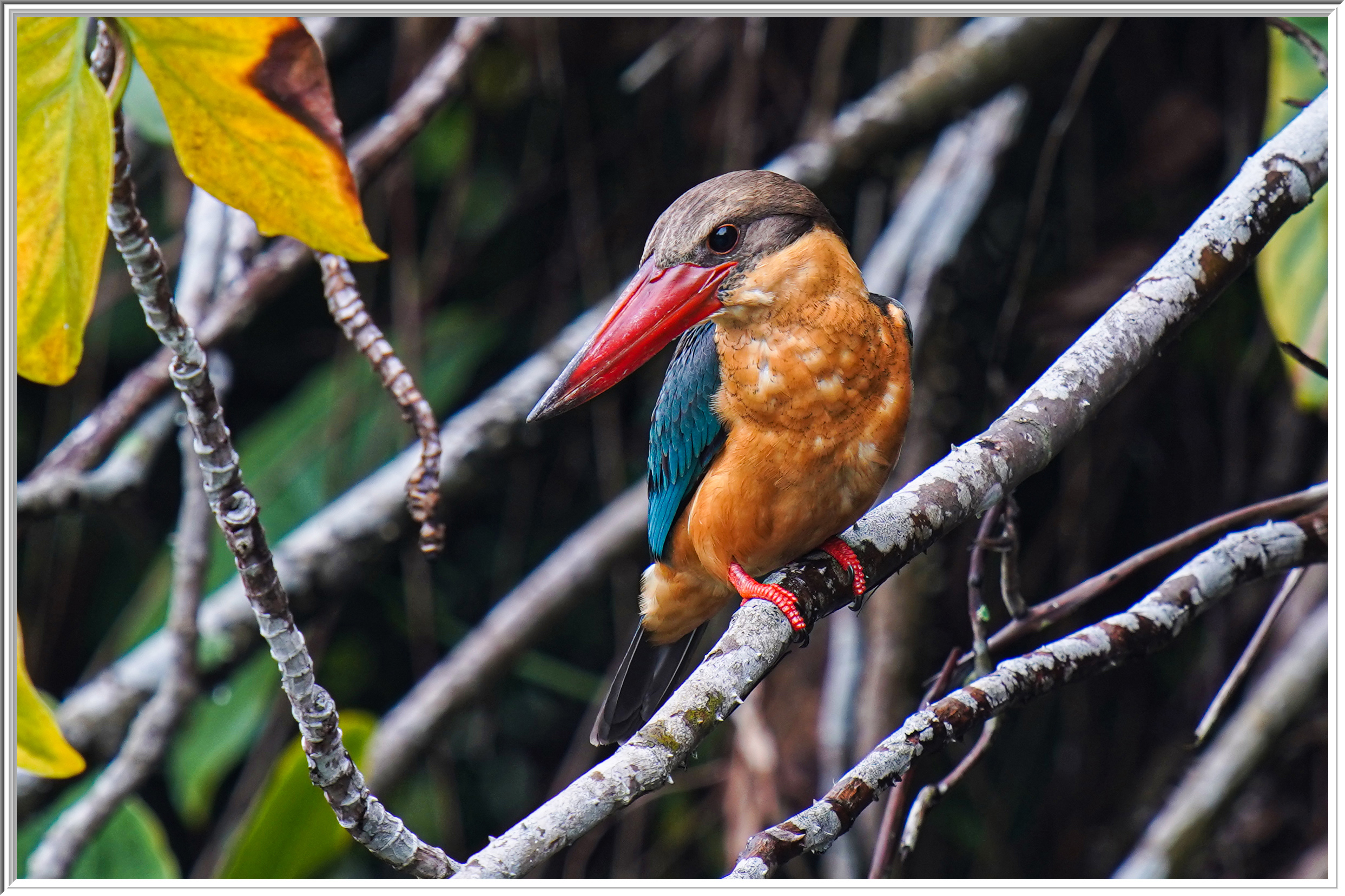 鸛嘴翠鳥 (Stockbill Kingfisher) - 2.jpg