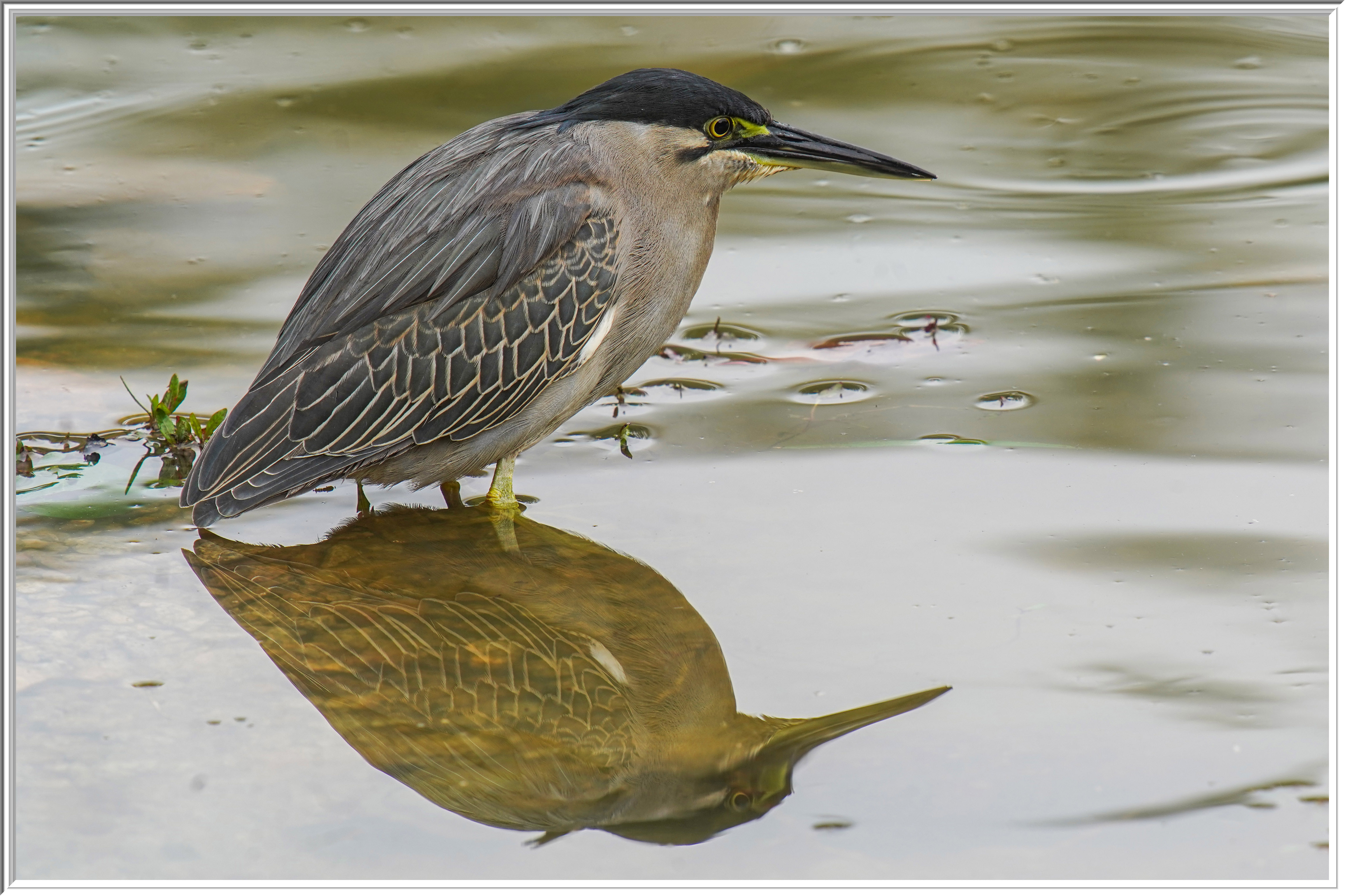 綠鷺 (Striated Heron).jpg