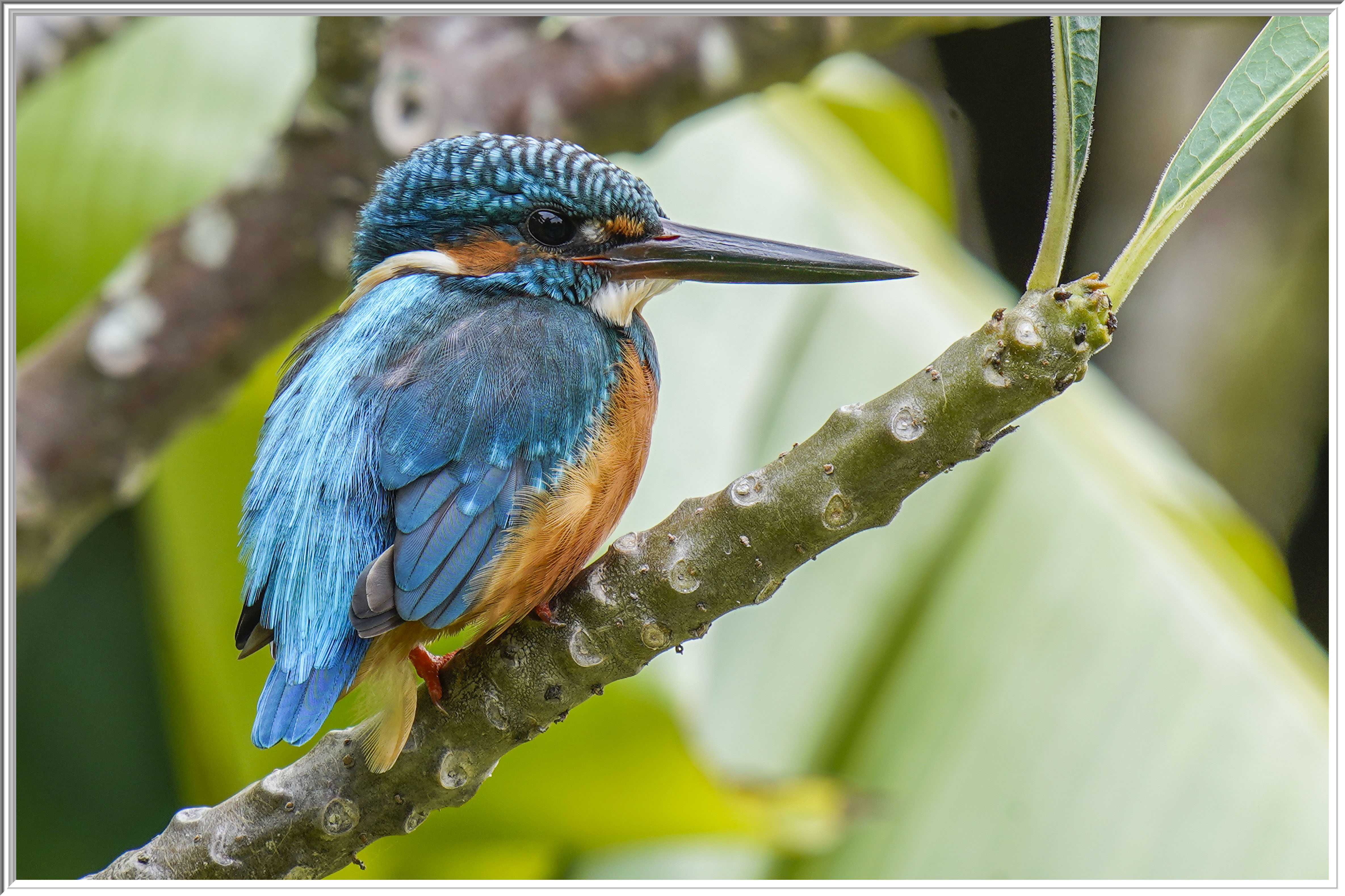 普通翠鳥 (Common Kingfisher) - 2.jpg