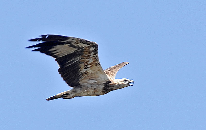 wb sea eagle imm po toi_DSC5217.jpg