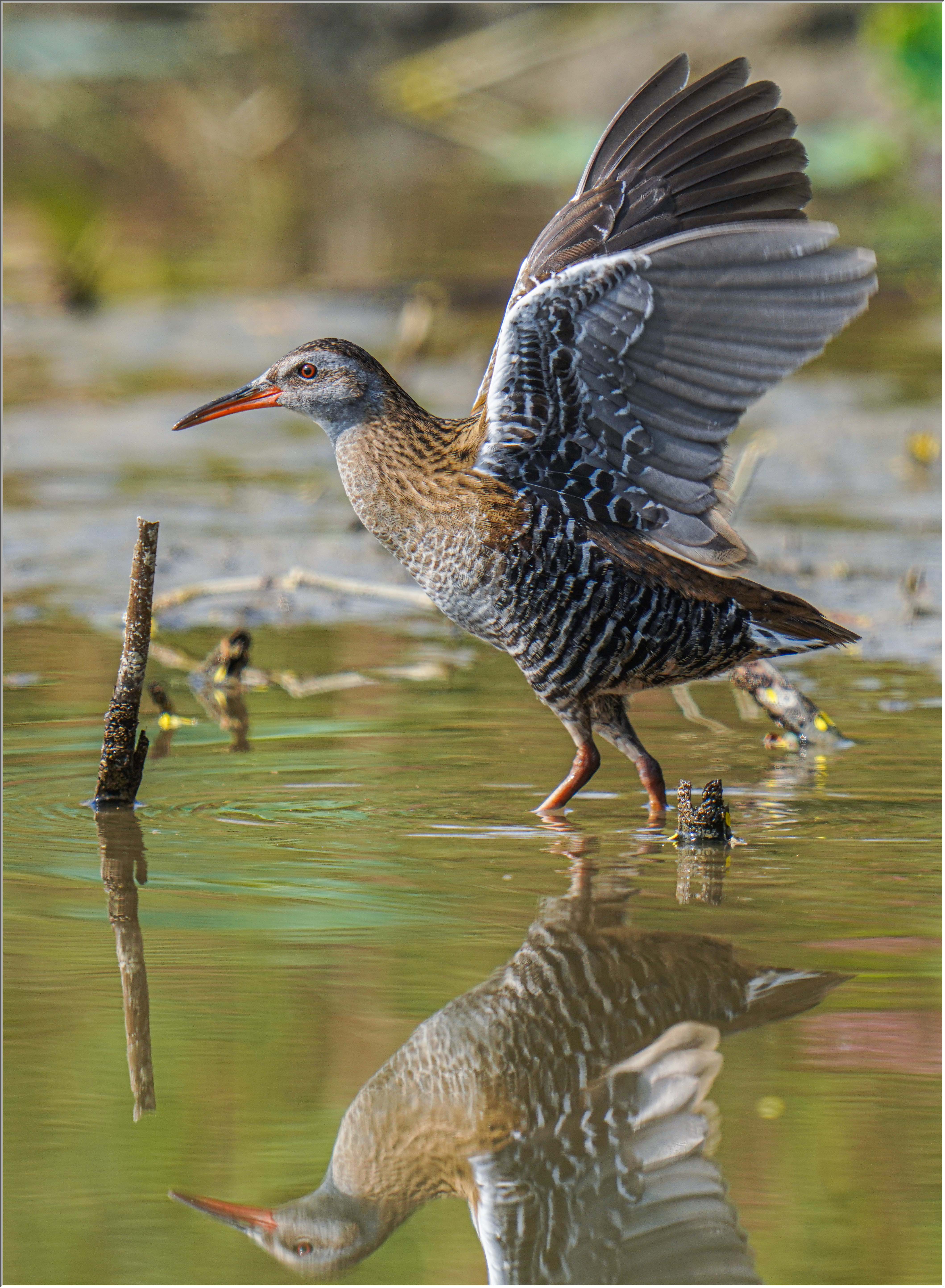 普通秧鷄 (Eastern Water Rail) - 2.jpg