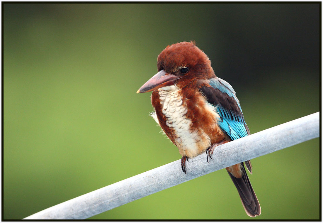 White-breasted_kingfisher_(5).jpg