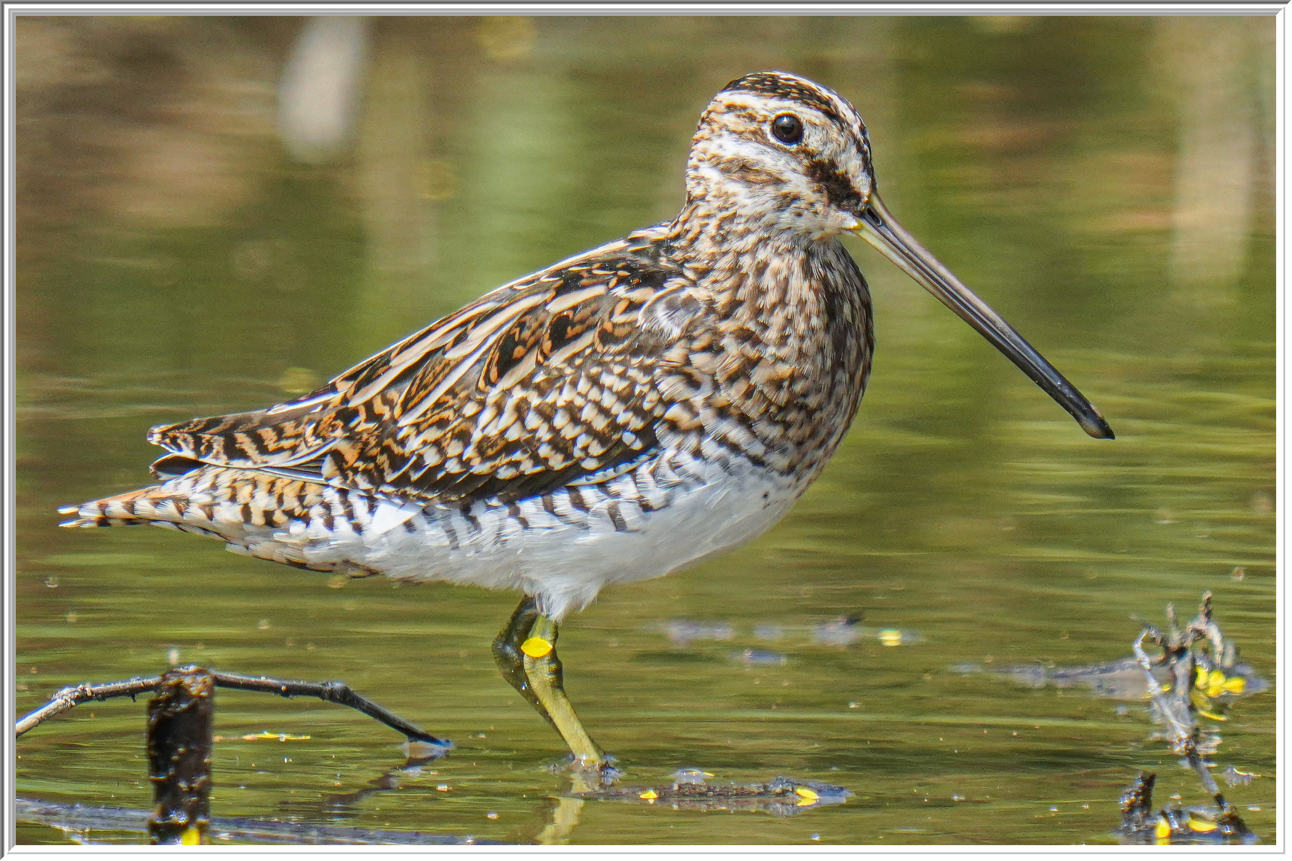 扇尾沙錐 (Common Snipe) - 5.jpg