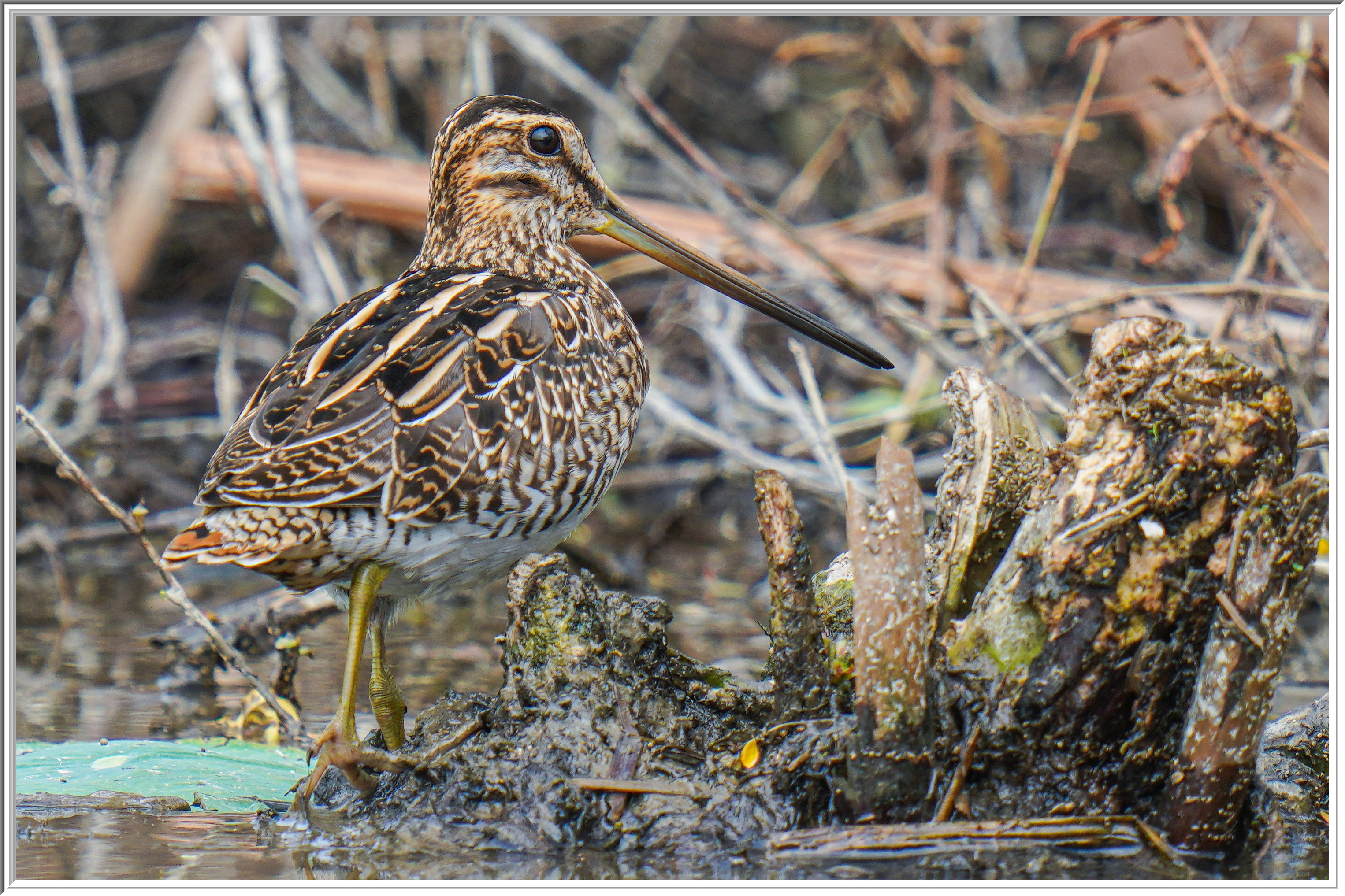 扇尾沙錐 (Common Snipe) - 2.jpg