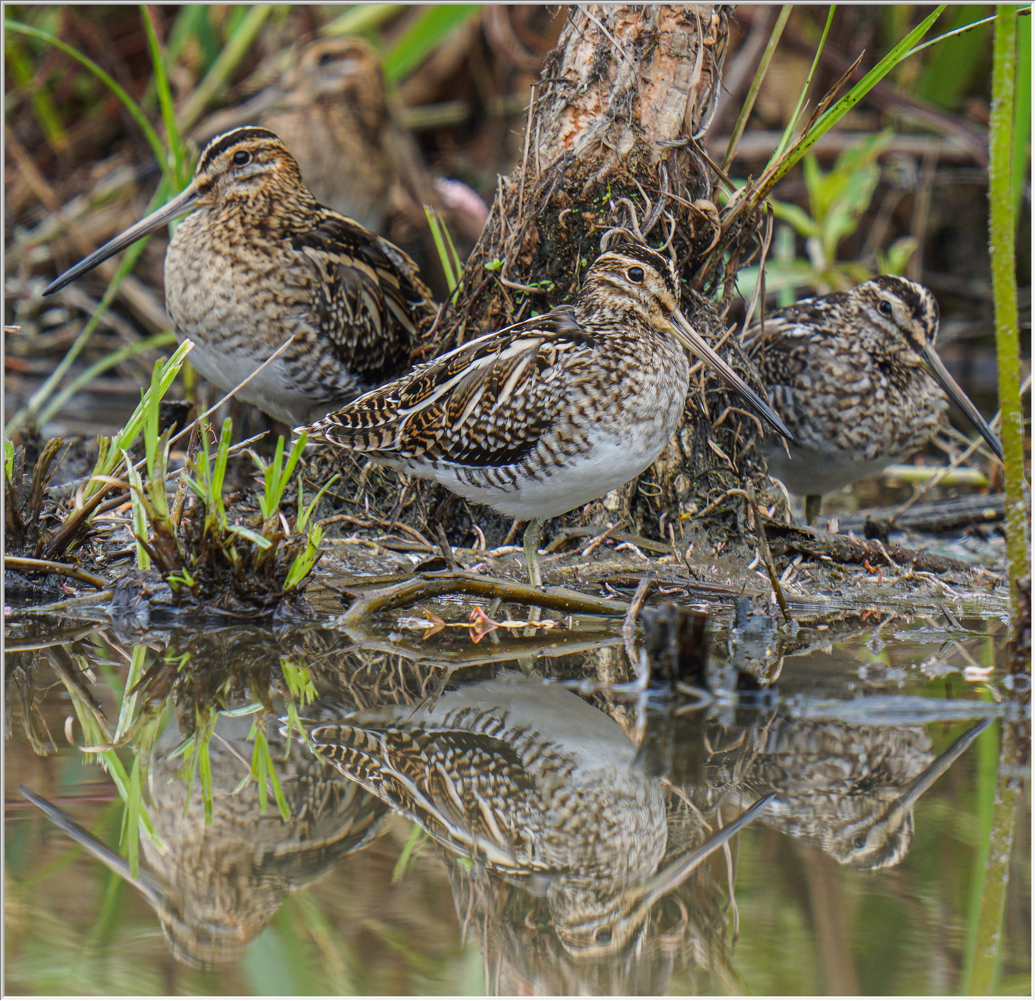 扇尾沙錐 (Common Snipe) - 3.jpg