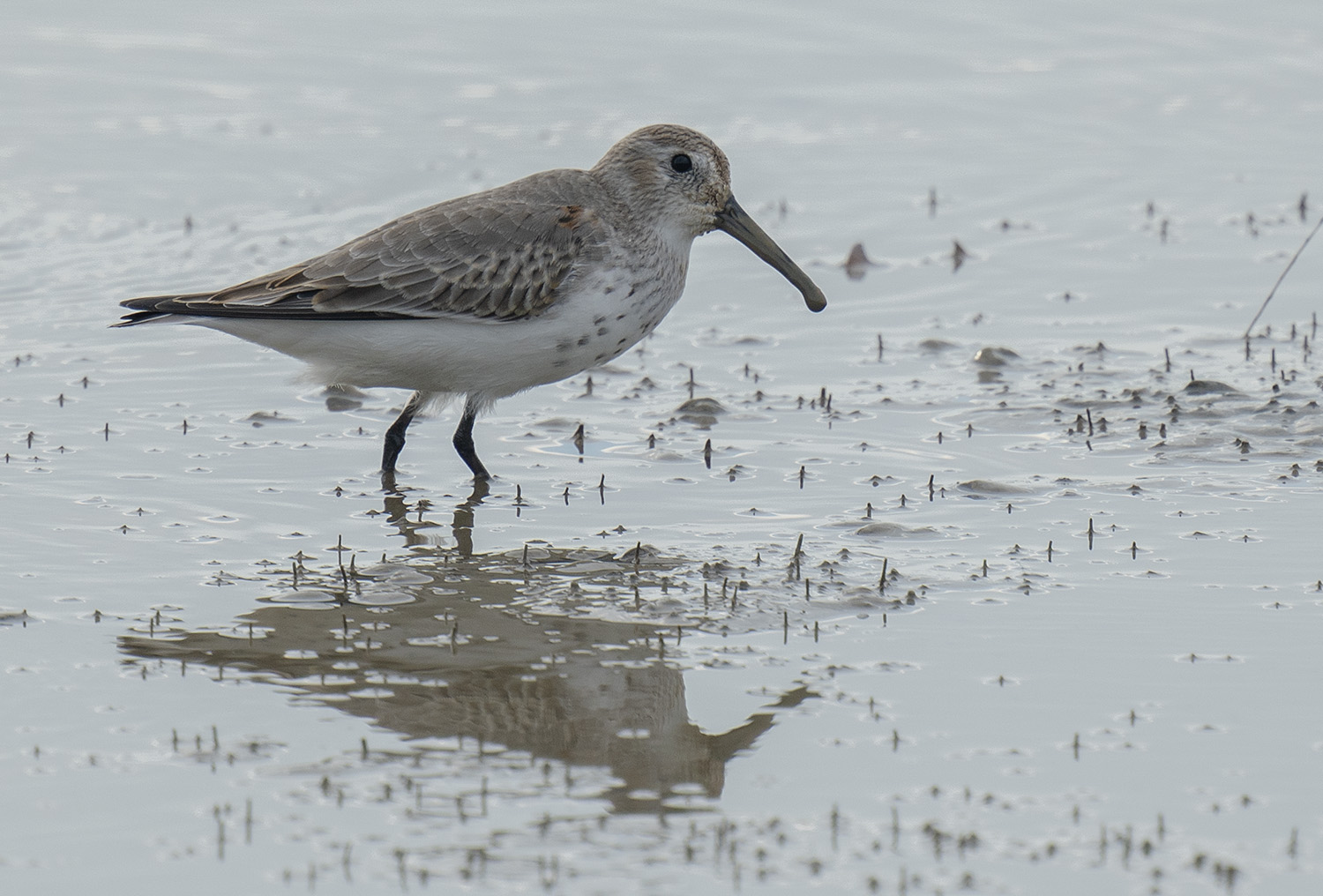 Dunlin DSC03212.jpg