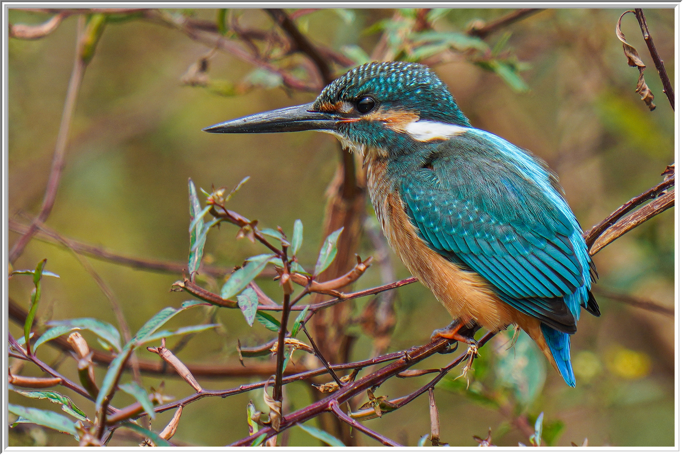 普通翠鳥 (Common Kingfisher).jpg