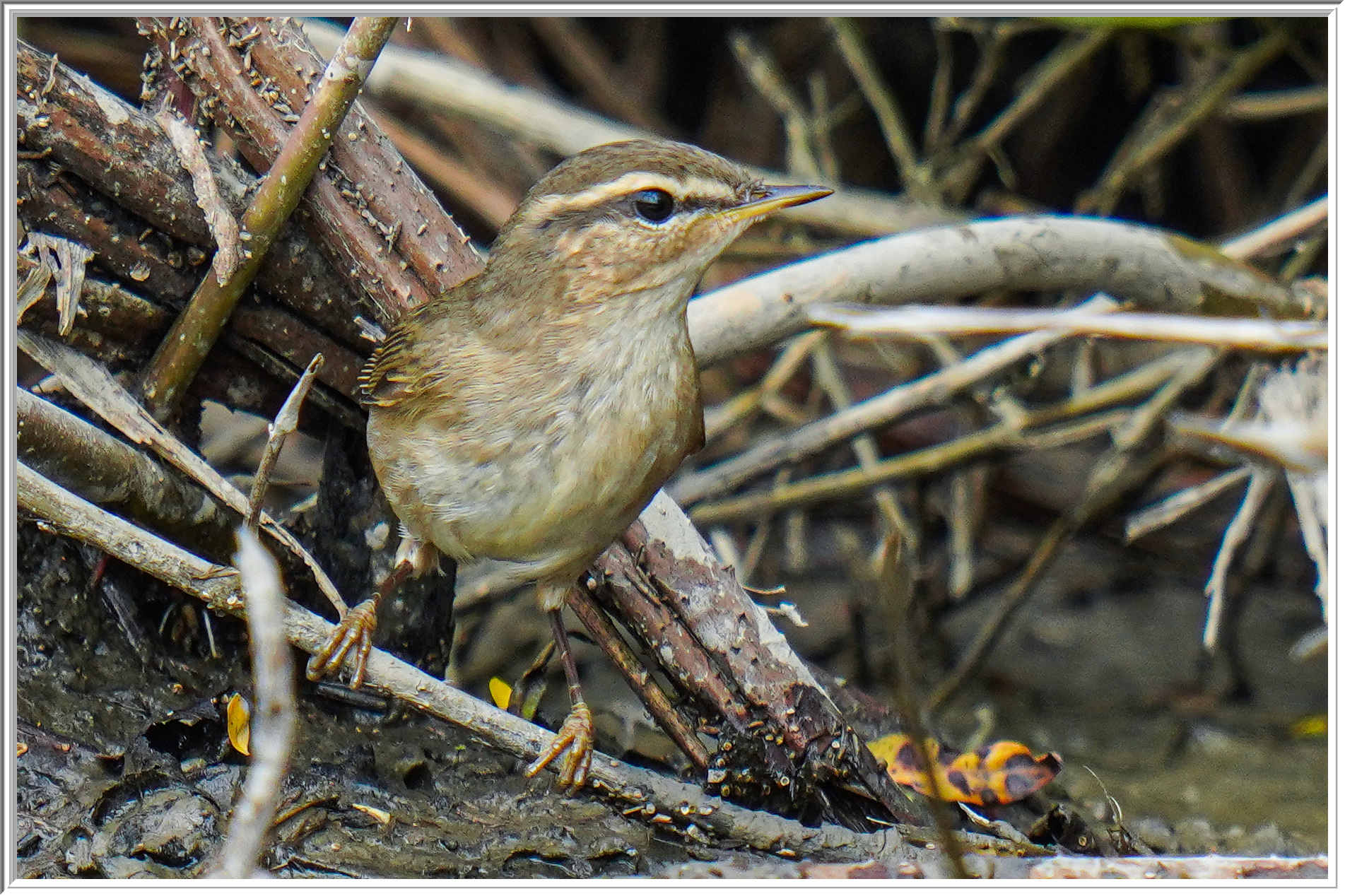 褐柳鶯 (Dusky Warbler) - 2.jpg