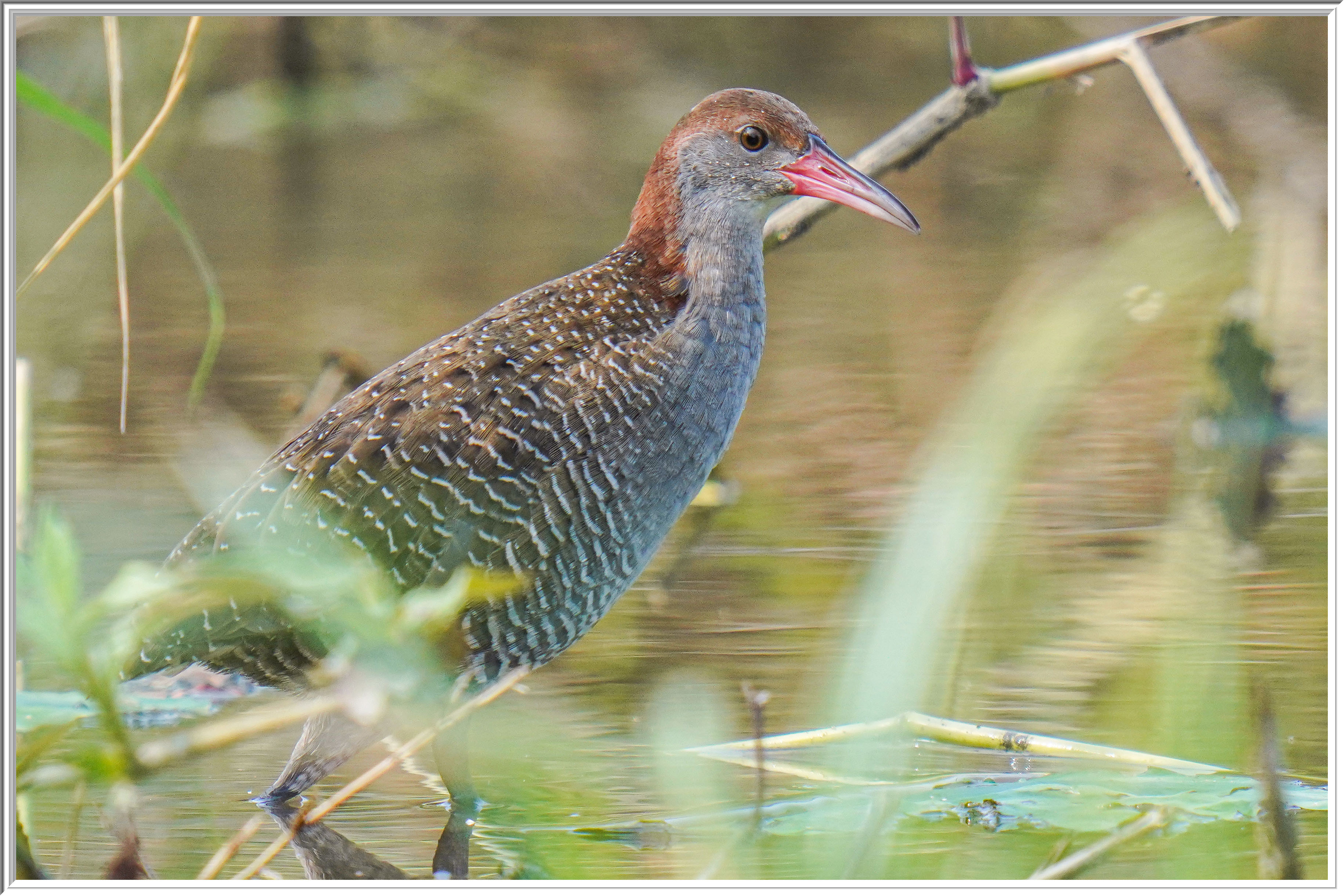 灰胸秧鷄 (Slaty-breasted Rail) - 1.jpg