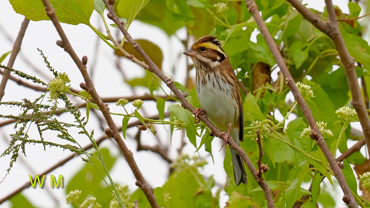 Yellow-browedBunting1.jpg