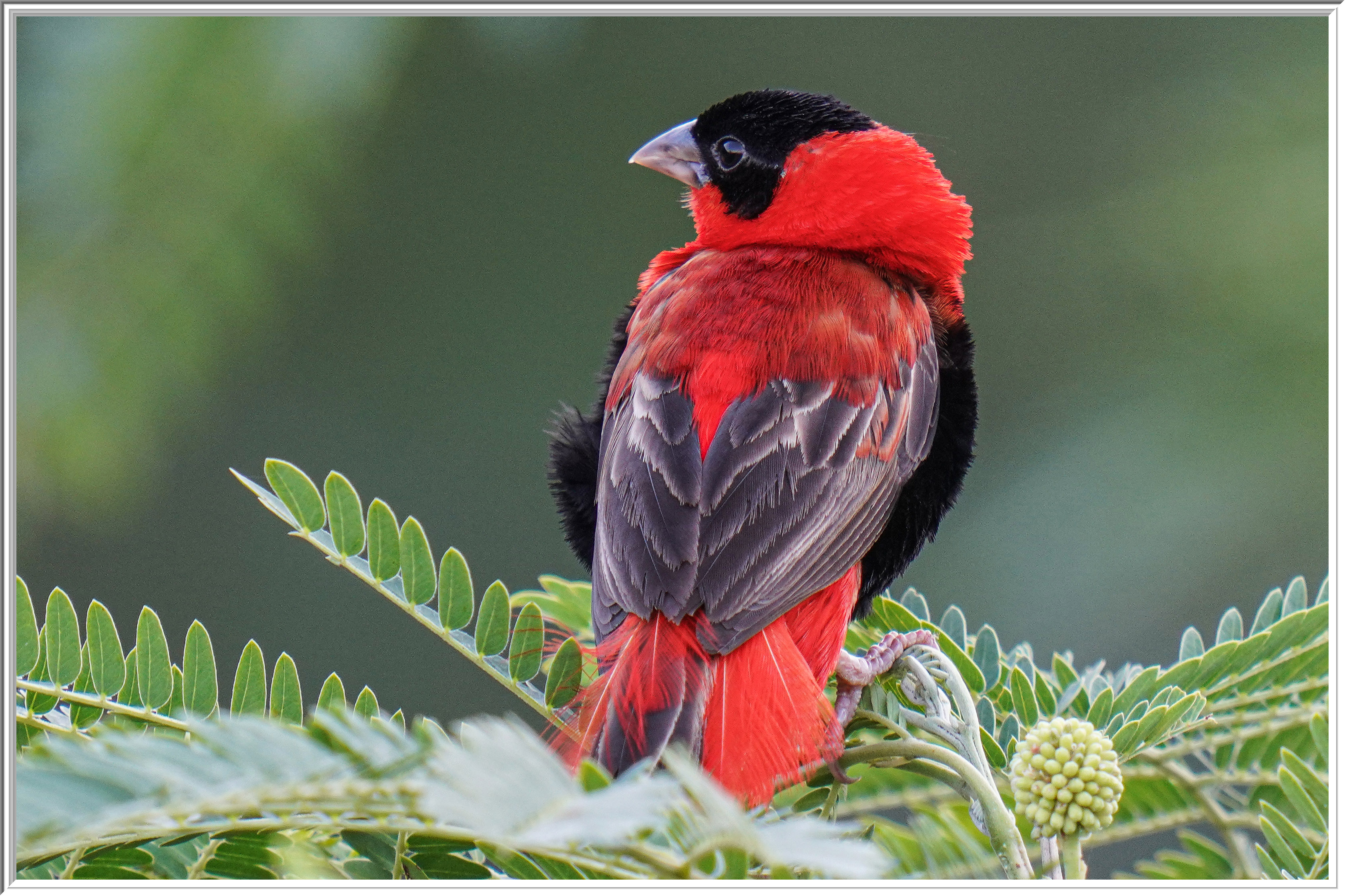 紅寡婦鳥 (Southern Red Bishop) - 1.jpg