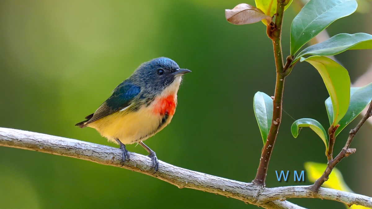 Fire-breastedFlowerpecker1.jpg