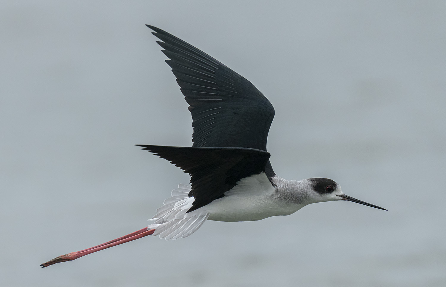 Black-winged Stilt DSC05221.jpg