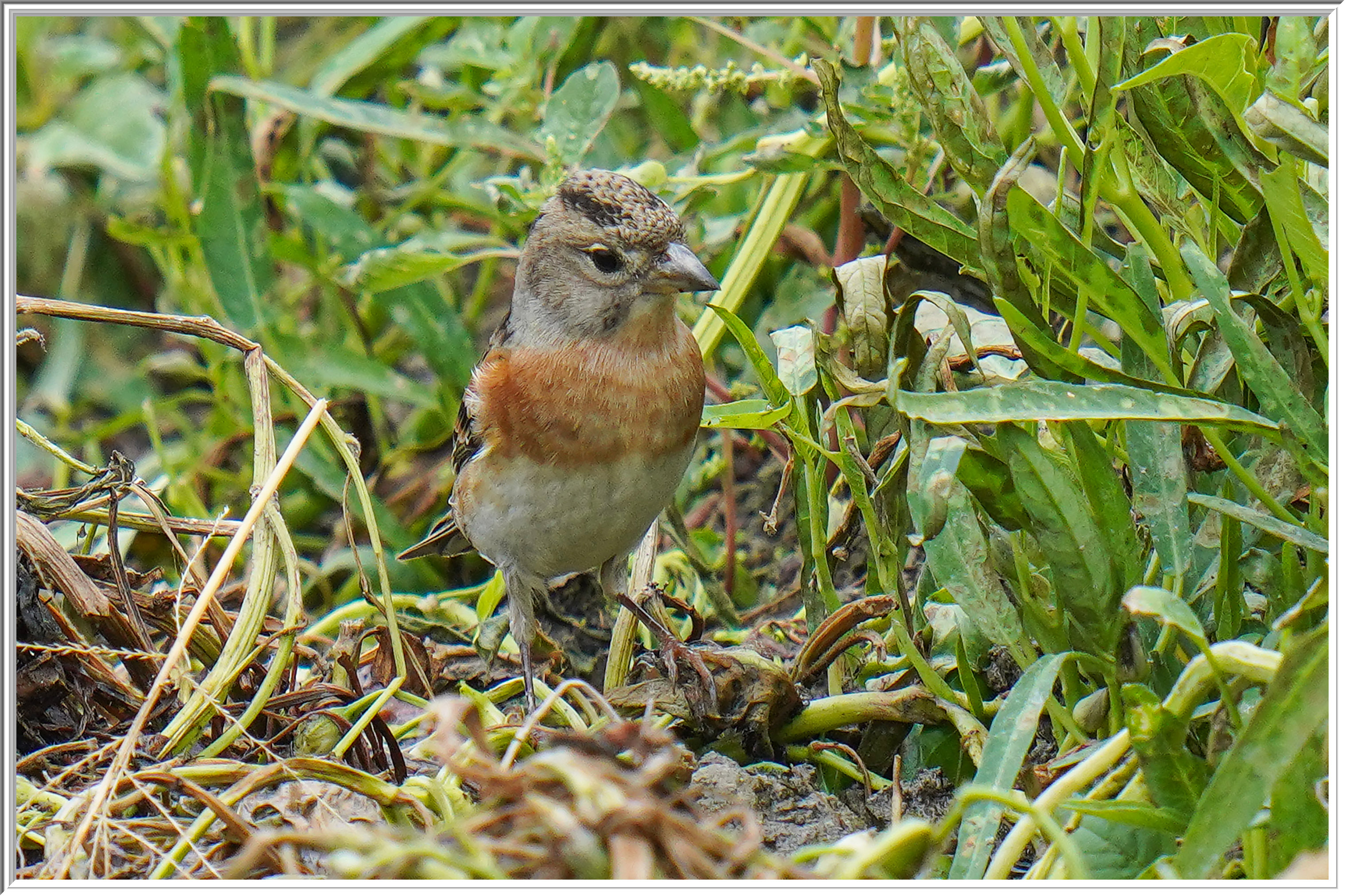 燕雀 (Brambling) - 4.jpg