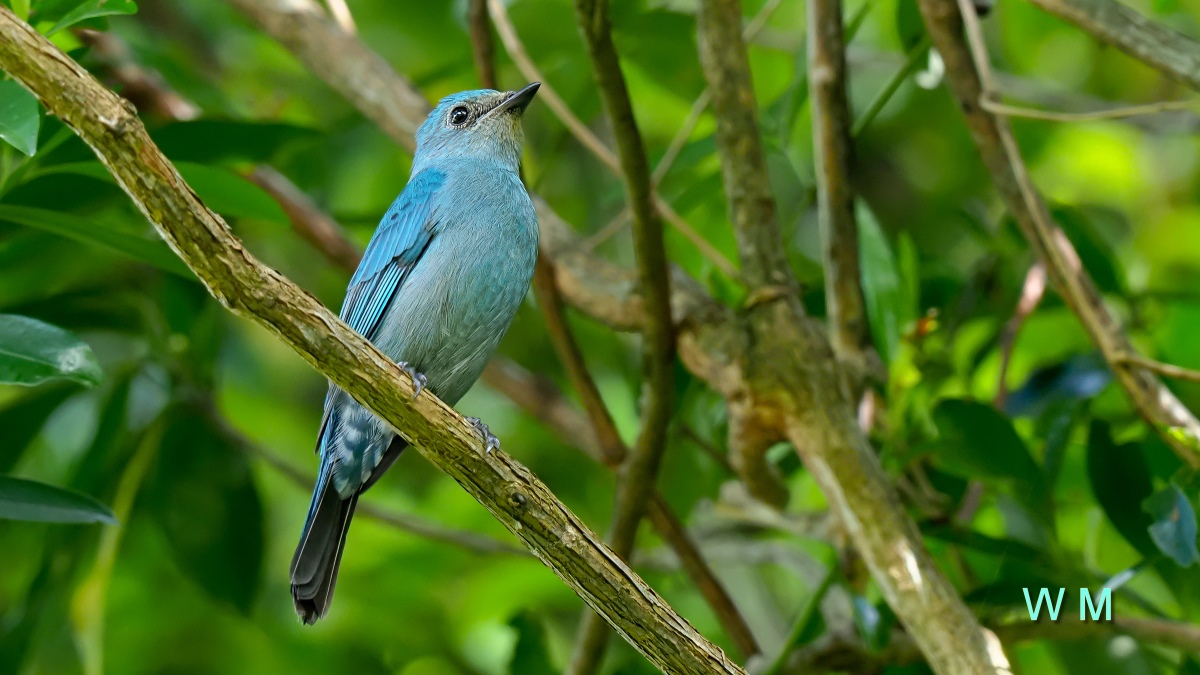 VerditerFlycatcher2.jpg