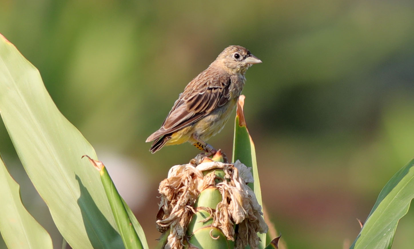 Black-headed Bunting 2.JPG