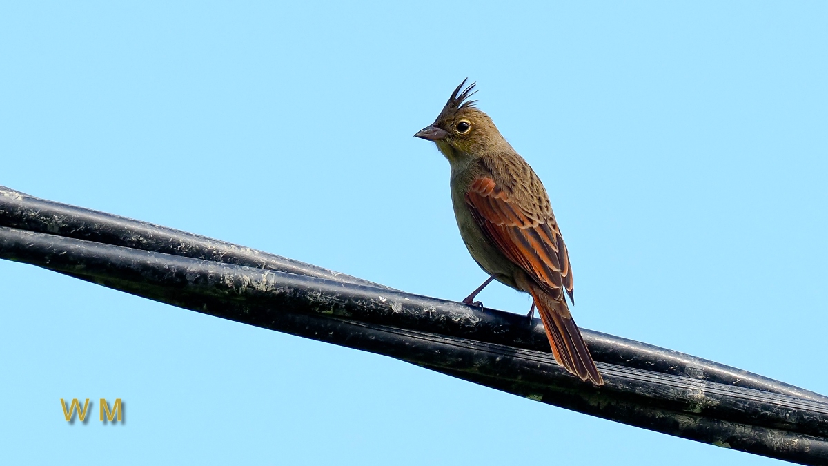 CrestedBunting1.jpg