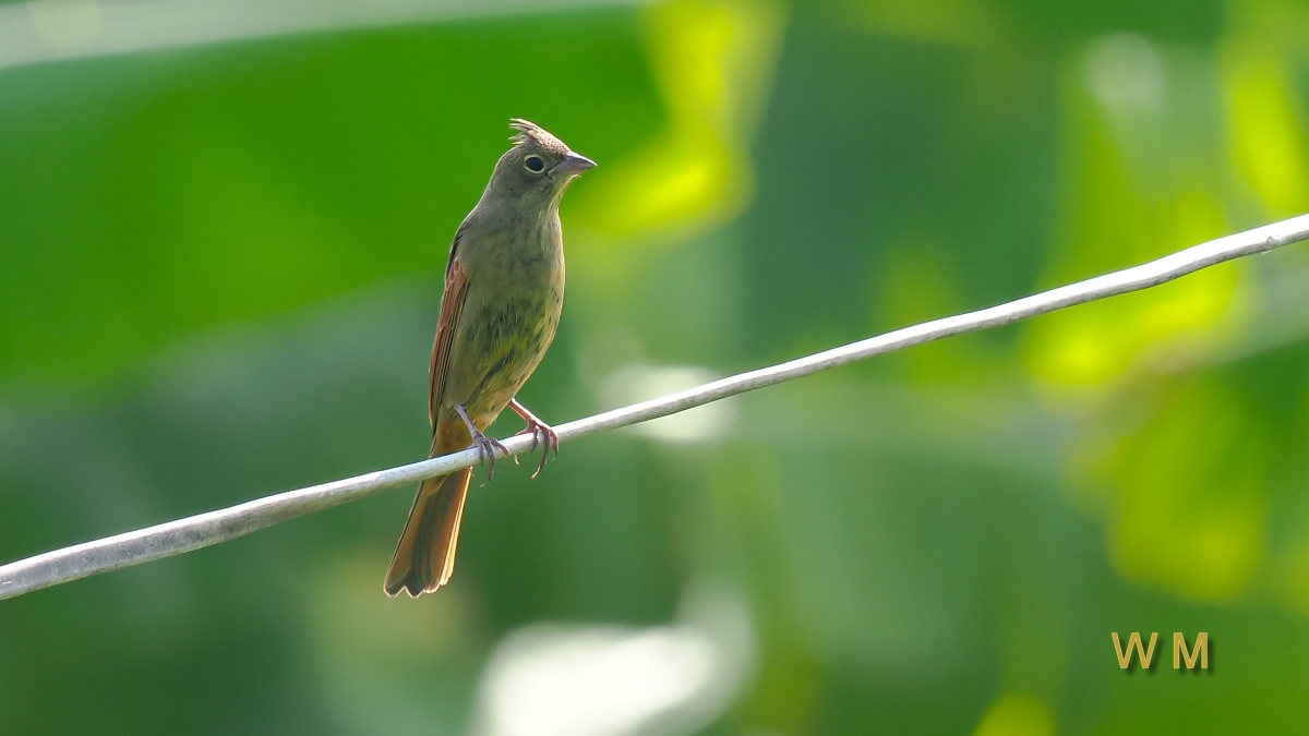 CrestedBunting3.jpg