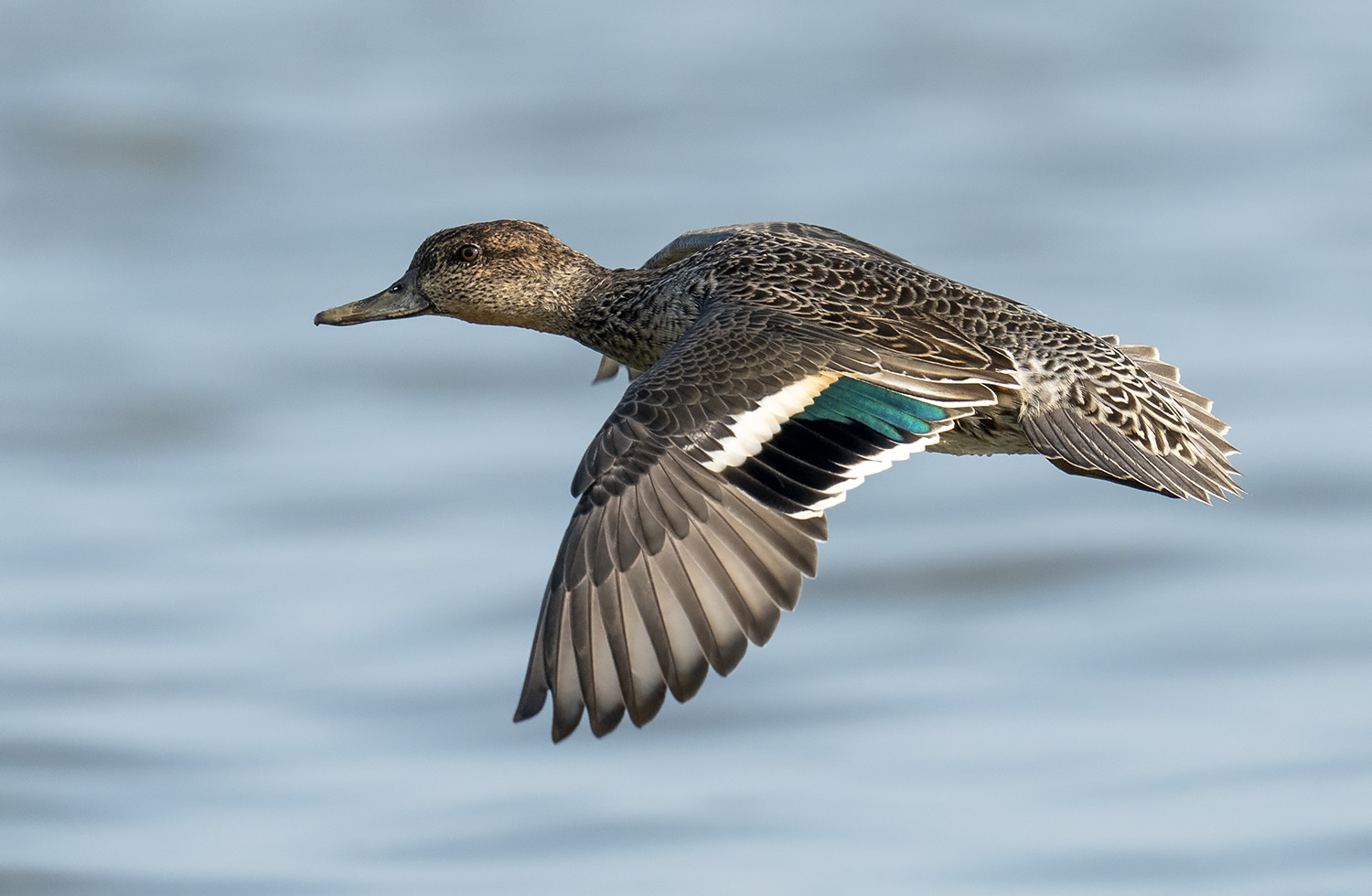 Common Teal Female DSC00221.jpg